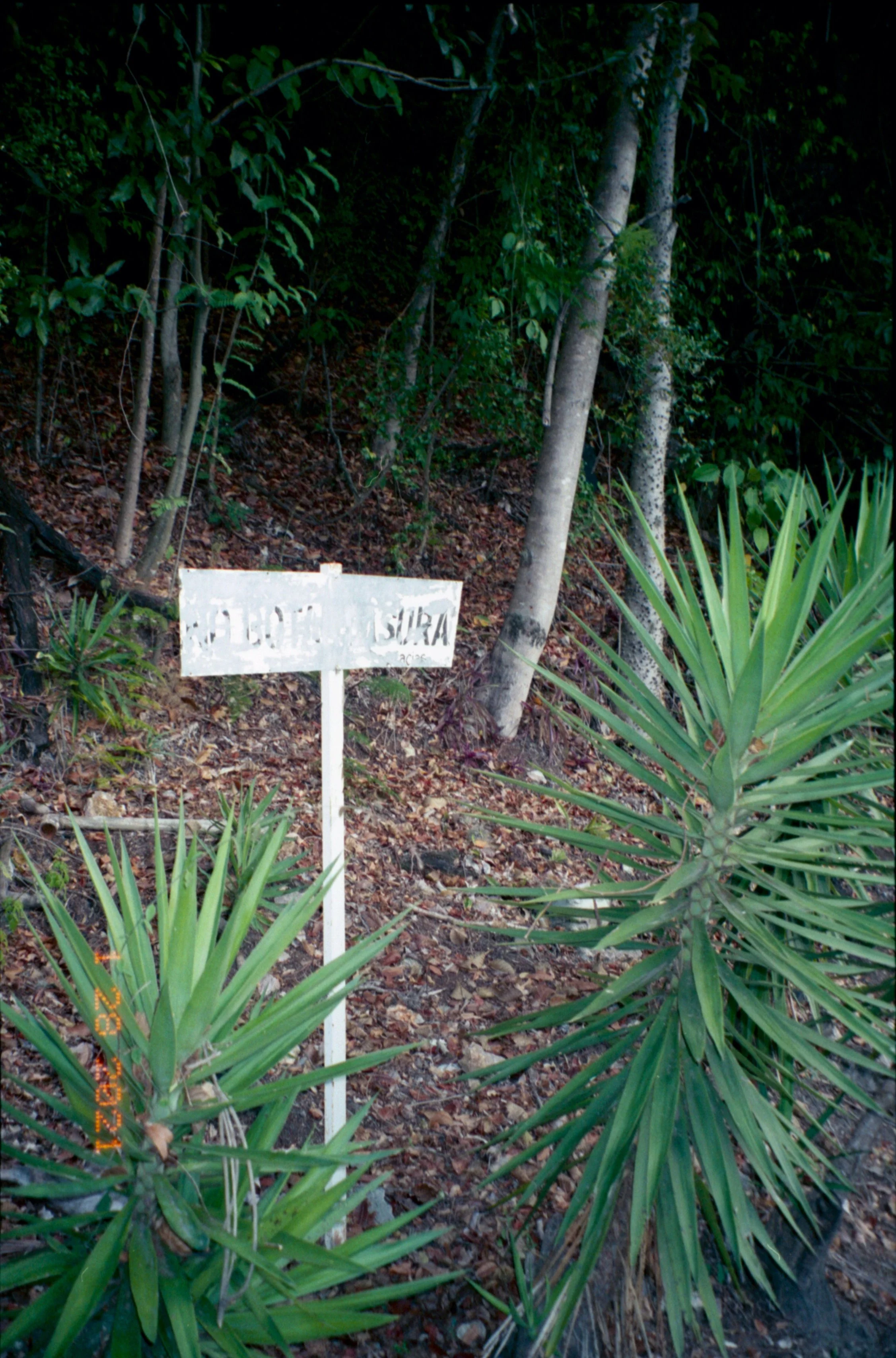 caurimare029.jpg