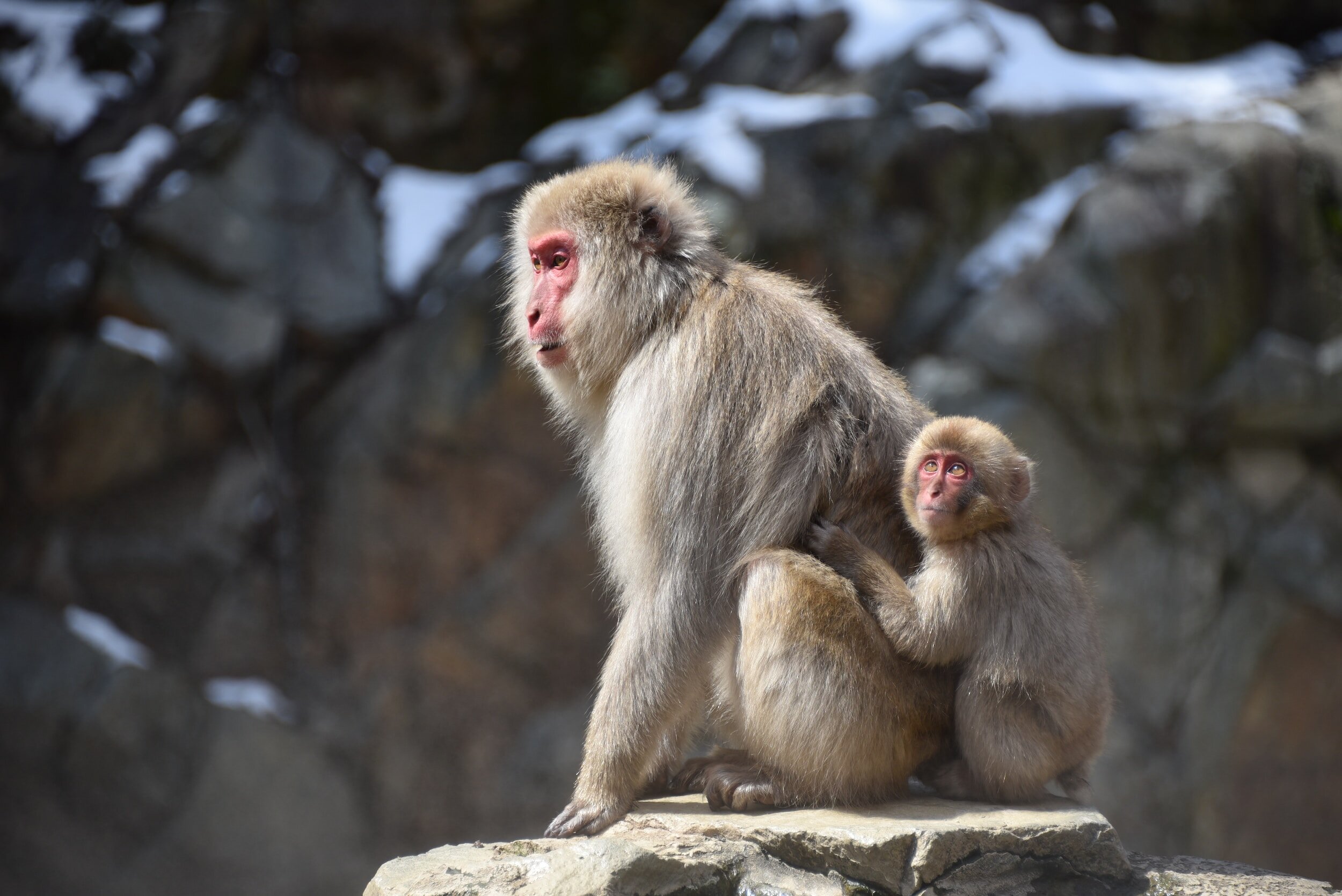 Japanese Snow Monkeys Experience — Simon Jack Burgess