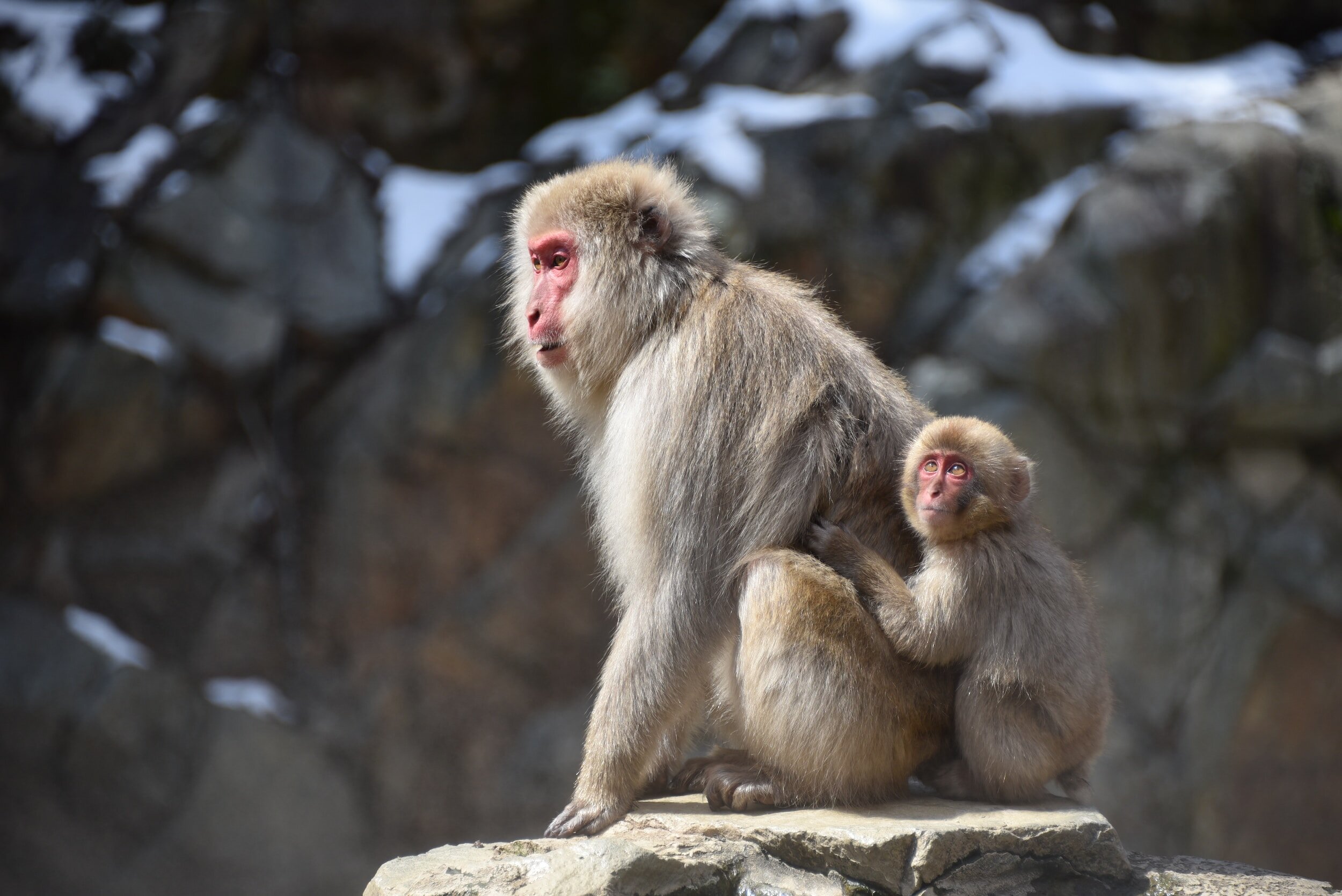 Snow Monkey Hierarchy: The Top Monkeys - SNOW MONKEY RESORTS