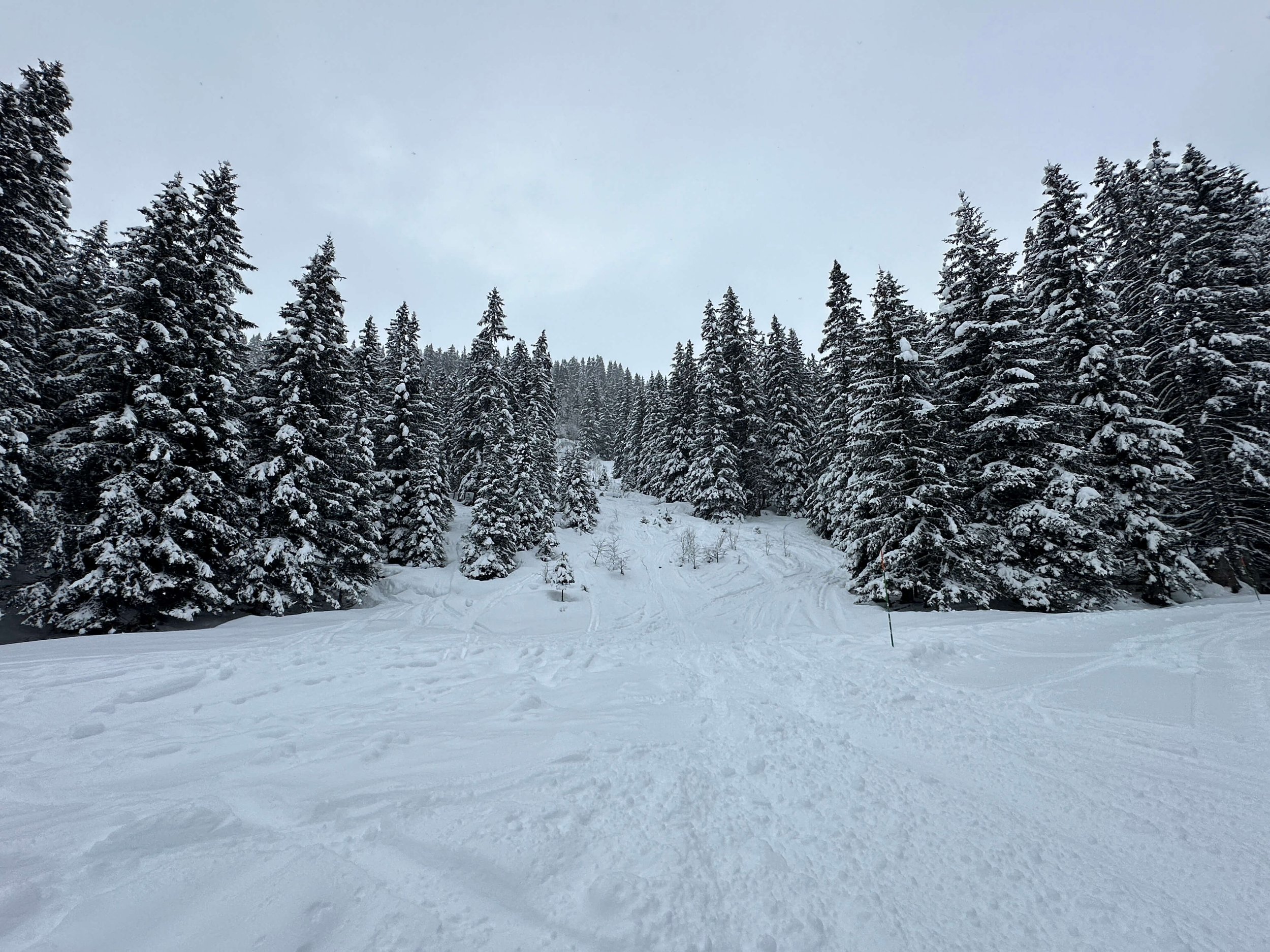 flaine-ski-resort-france-tree-run.JPG
