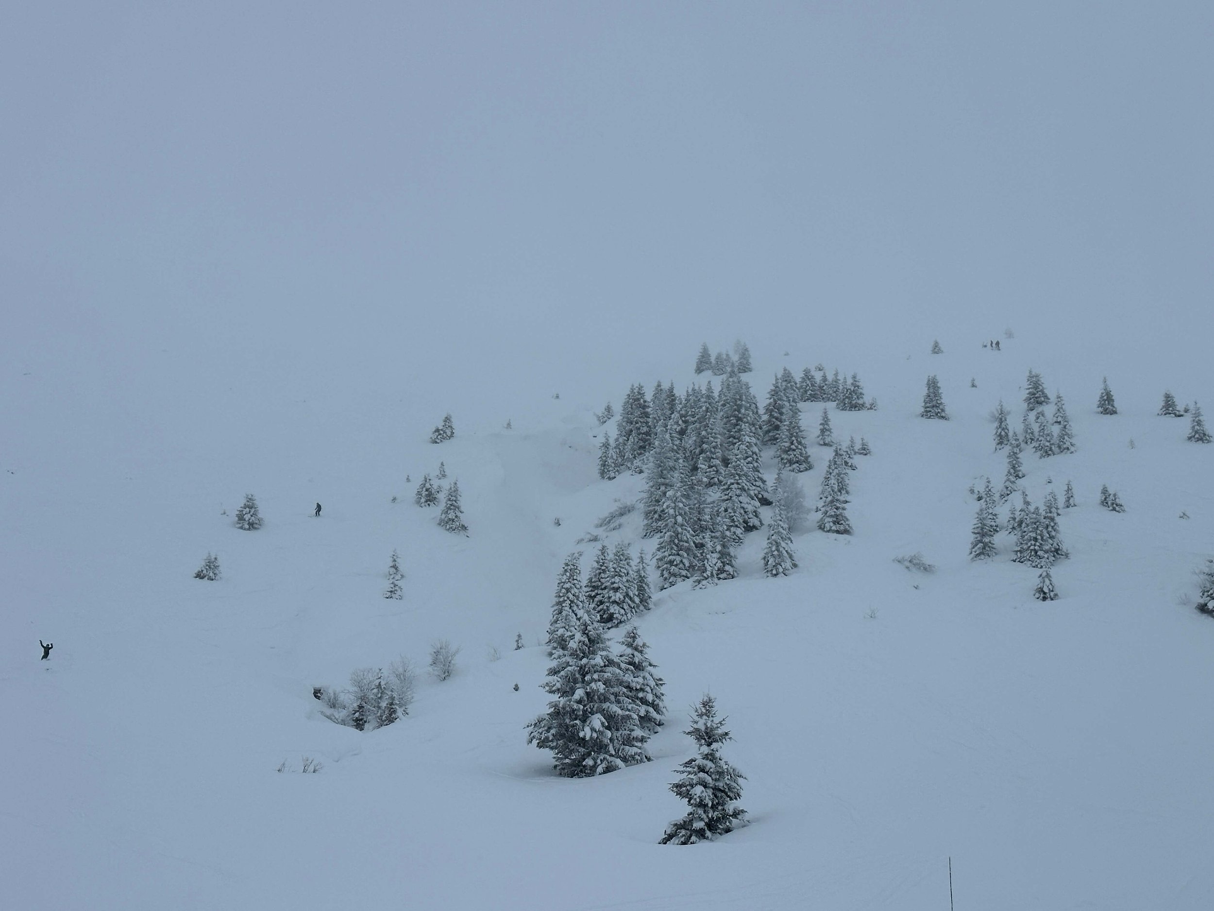 flaine-ski-resort-trees.JPG