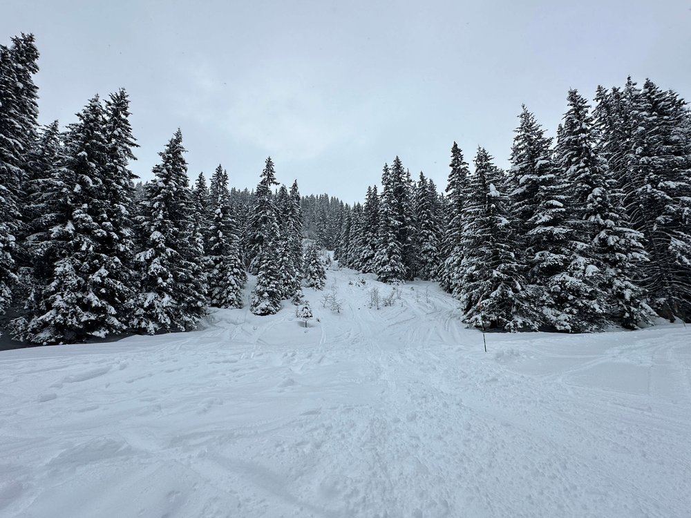 flaine-ski-resort-france-tree-run.JPG