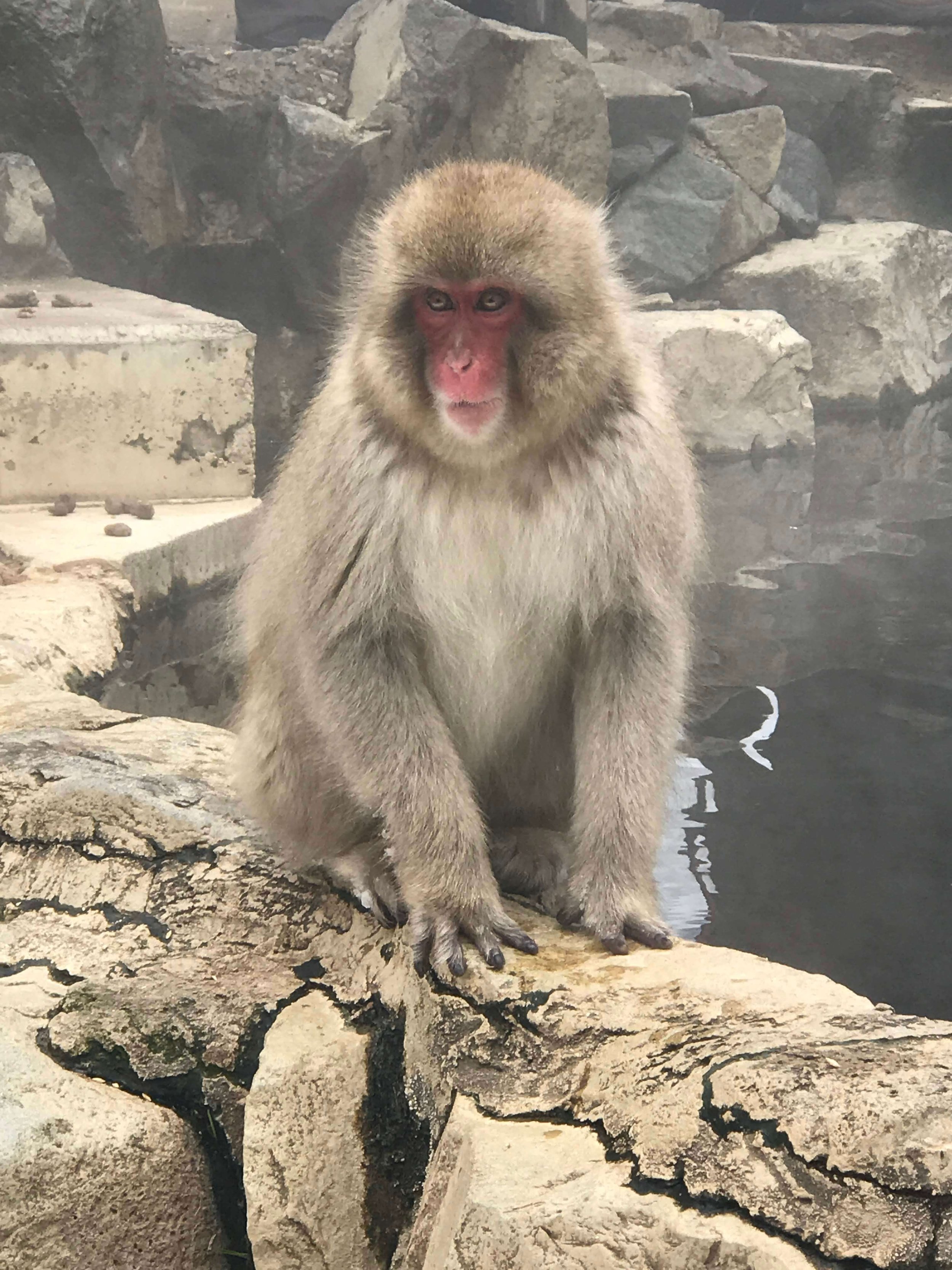 Snow Monkey Hierarchy: The Top Monkeys - SNOW MONKEY RESORTS