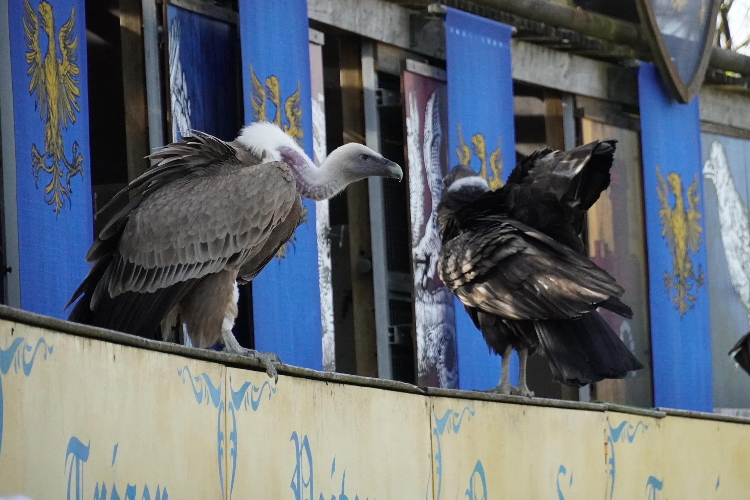 le-bal-des-oiseaux-fantômes-puy-du-fou-theme-park-show-france-e.JPG