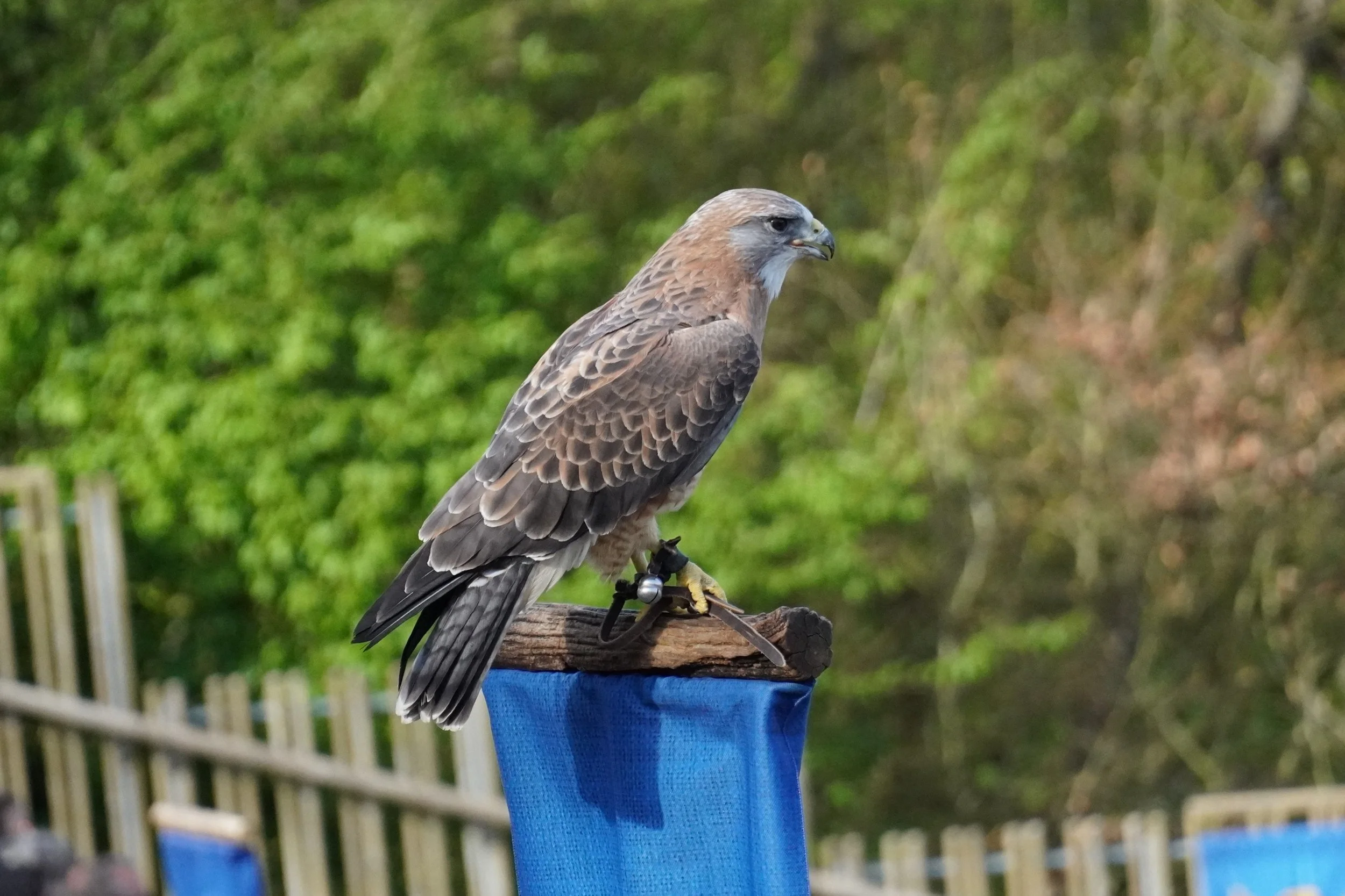 le-bal-des-oiseaux-fantômes-puy-du-fou-theme-park-show-france-b.JPG