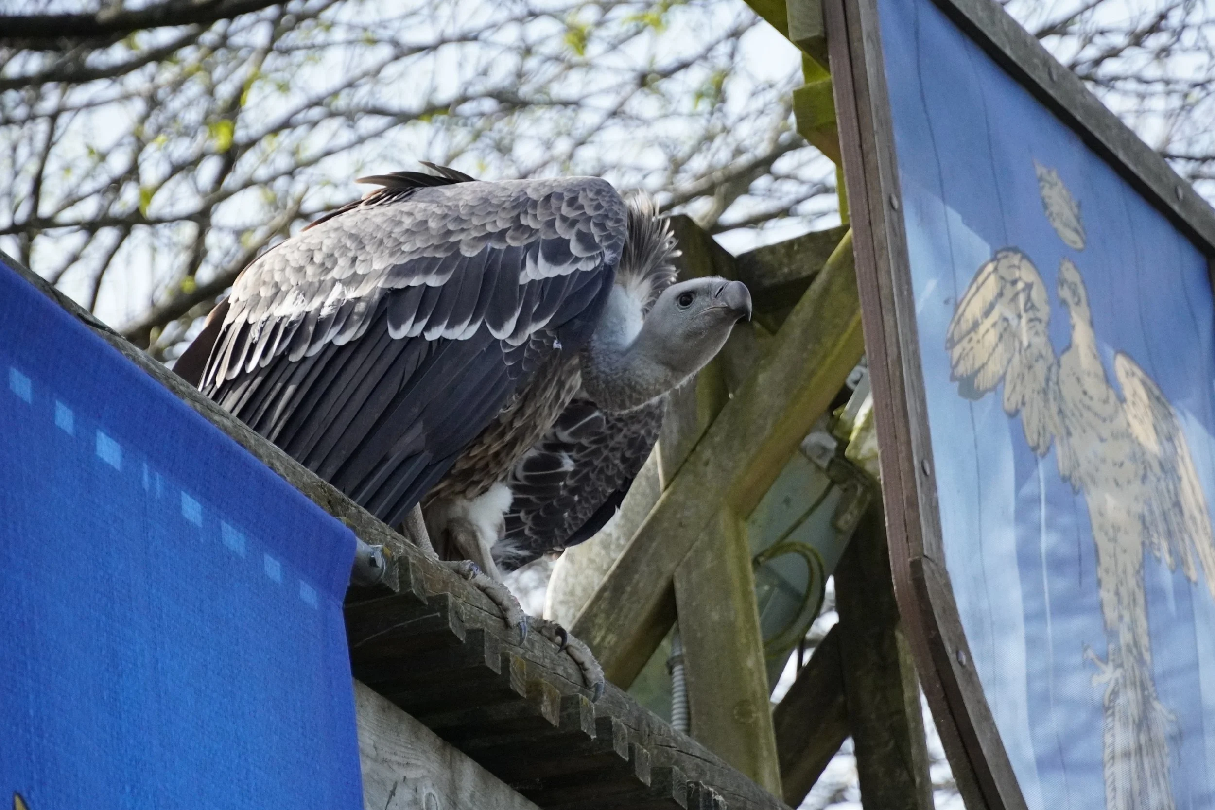le-bal-des-oiseaux-fantômes-puy-du-fou-theme-park-show-france-f.JPG