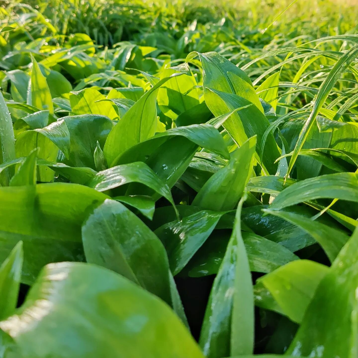 WILD GARLIC 🌱 You're probably seeing it on menus everywhere the last while, including here in some of our specials. Best to pick it off the beaten path, after the rain - which we had plenty of at the weekend. It's currently going into bud which you 