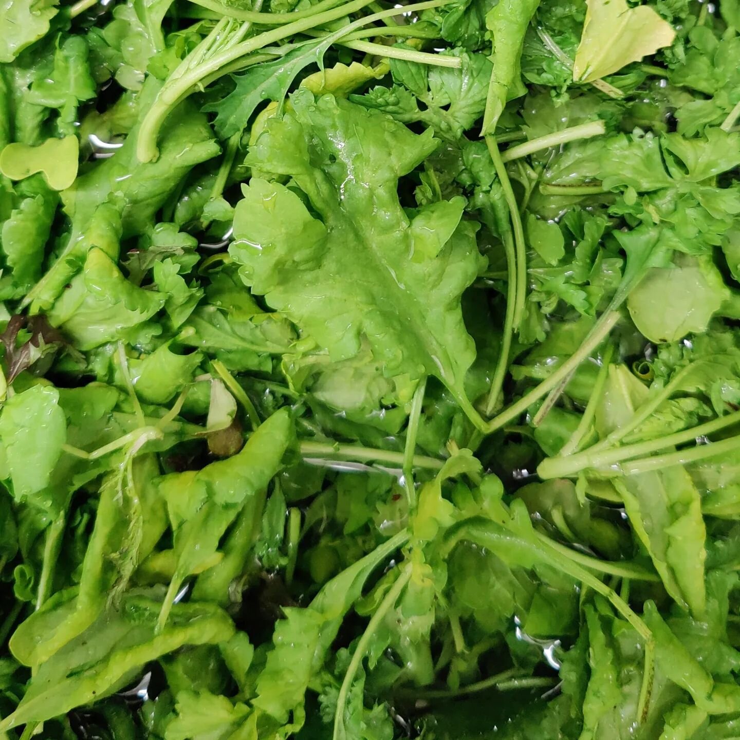 BUBBLECRESS 🫧🌿 So called because of its bubbly dimples, this cress variety is tender but still packs a peppery punch. Bubblecress is bursting with Vitamins A, B, C and E. Full of iron to keep you strong and healthy. Grown by Jenny and the gang @mcn