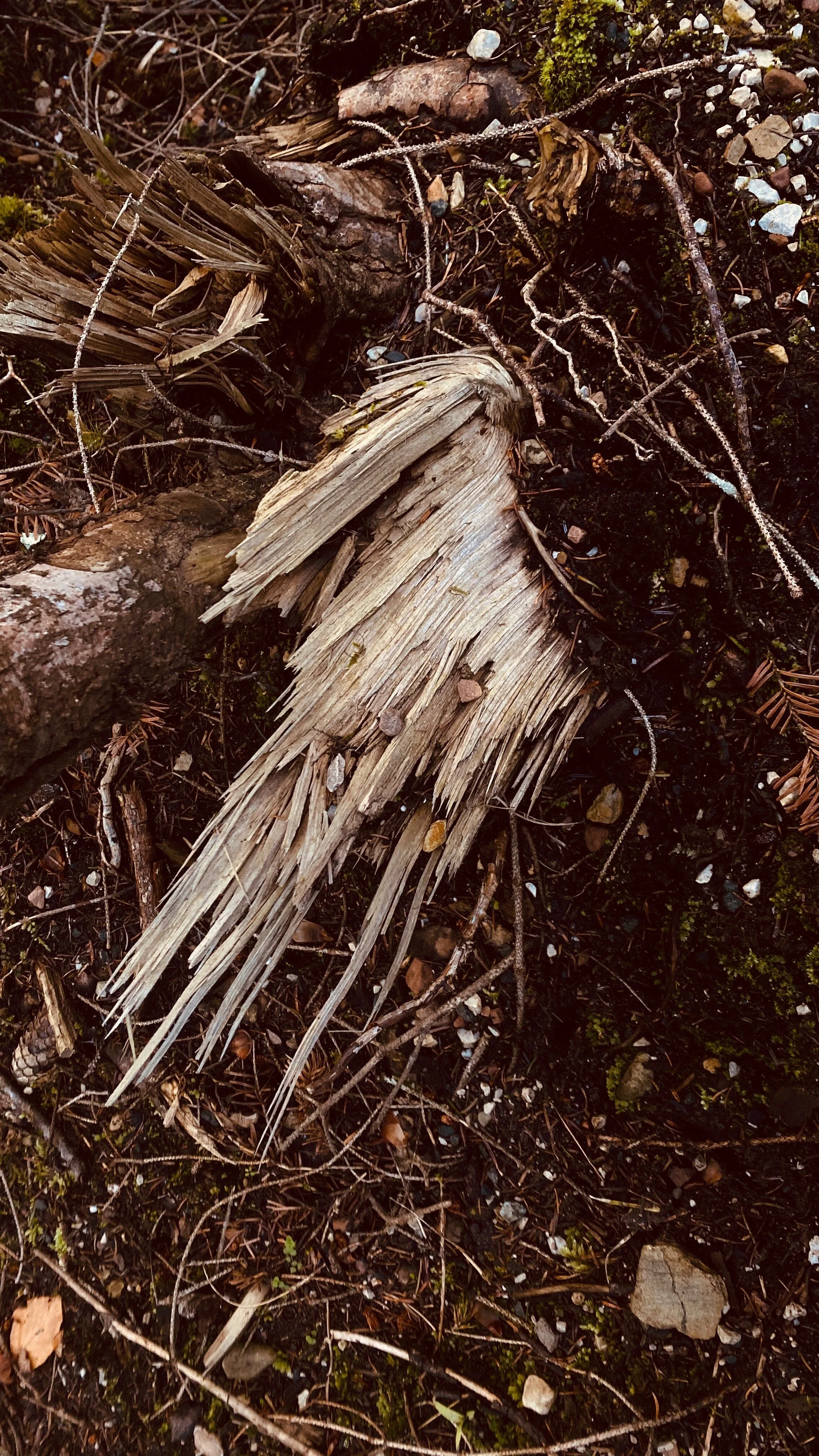 Duende : Walking meditation