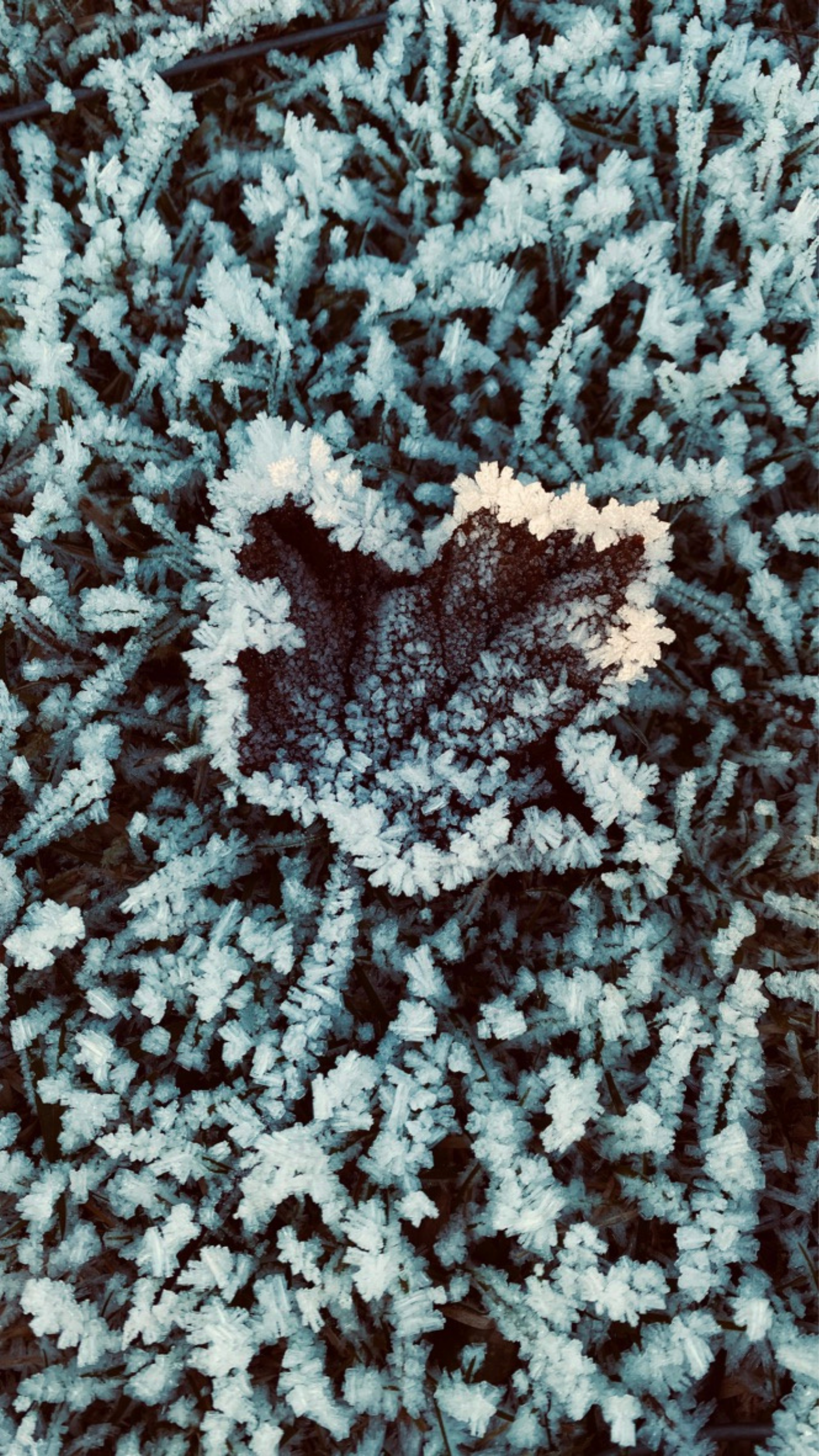 The Wandering : Walking meditation