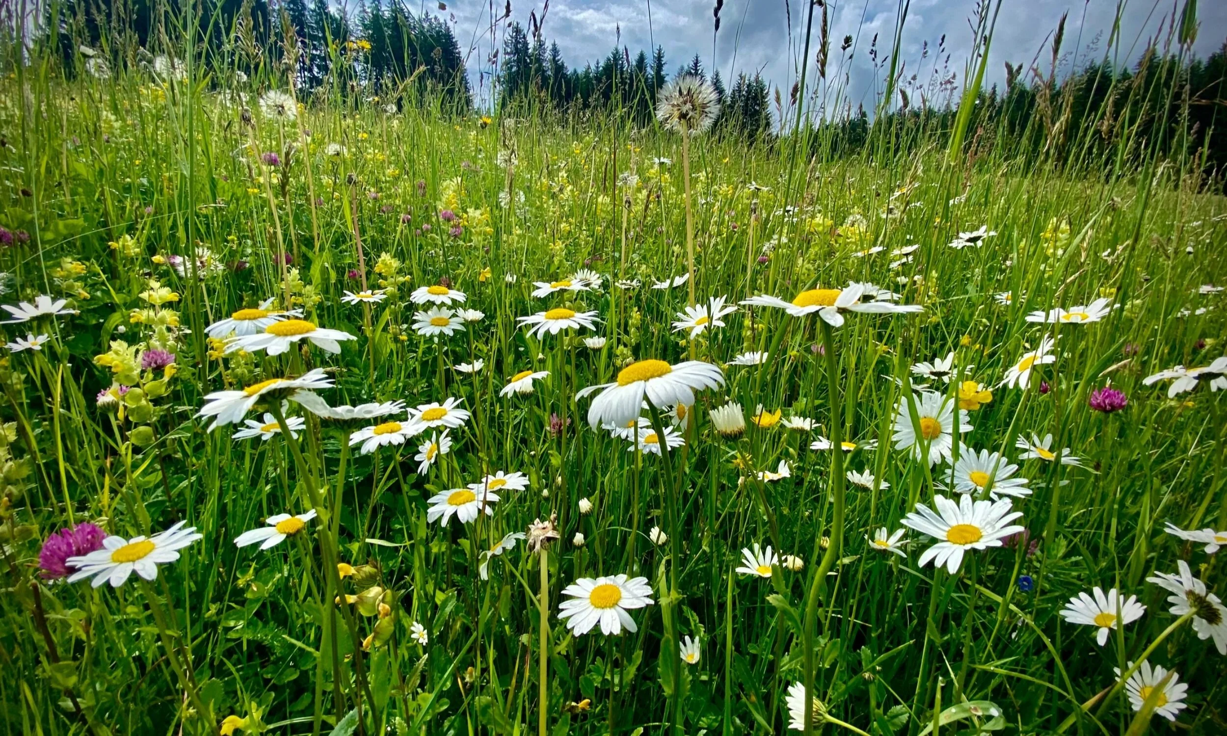sarah jeffs walking meditation.jpg