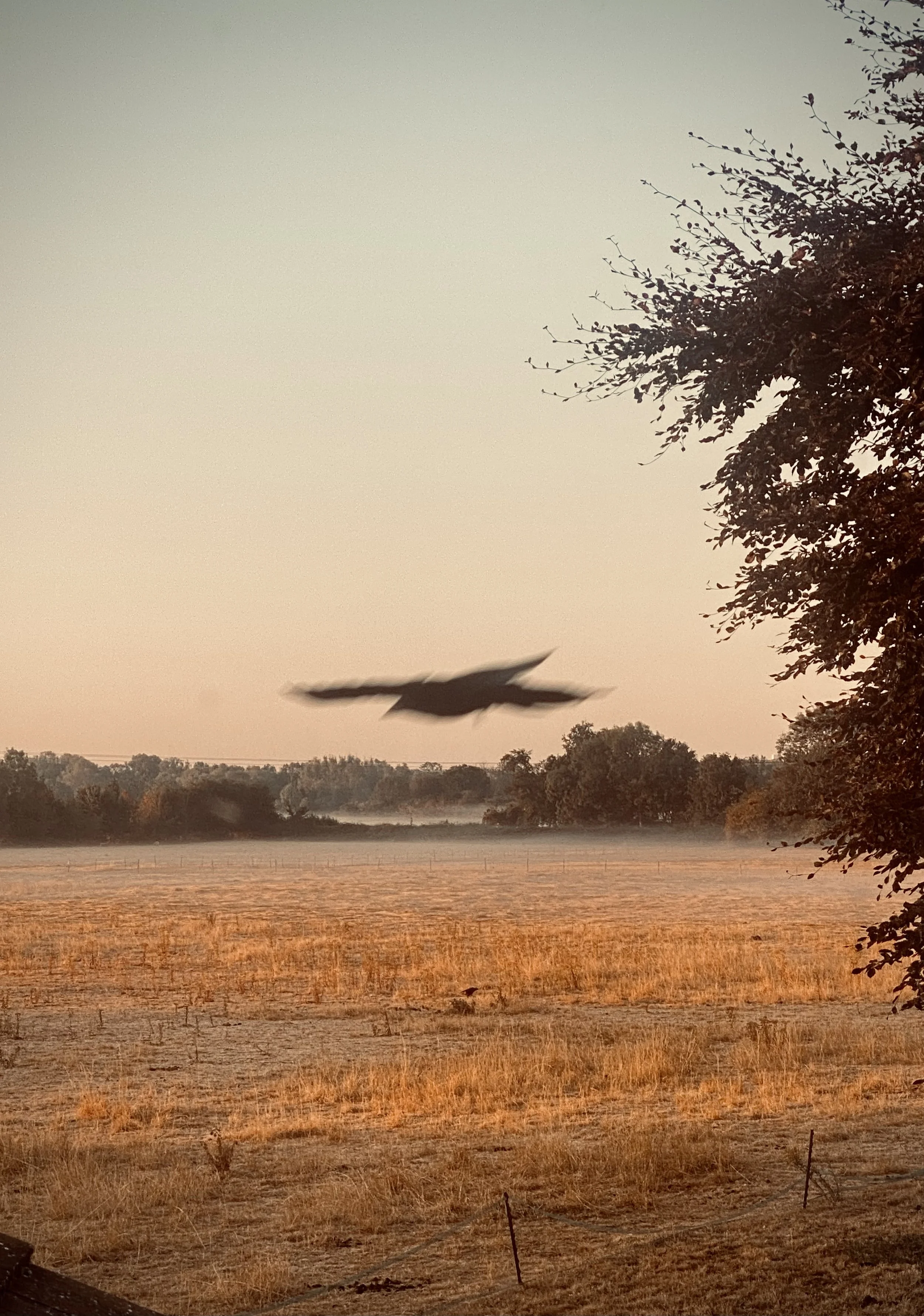 IMG_8246.jpeg