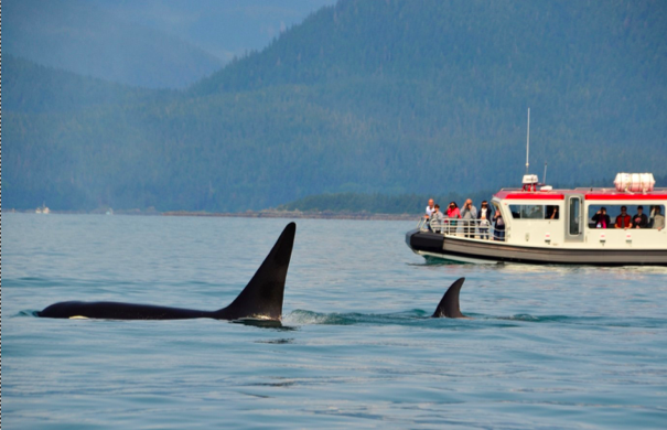 The Fascination around Whales and the European Story of Whale Hunting 