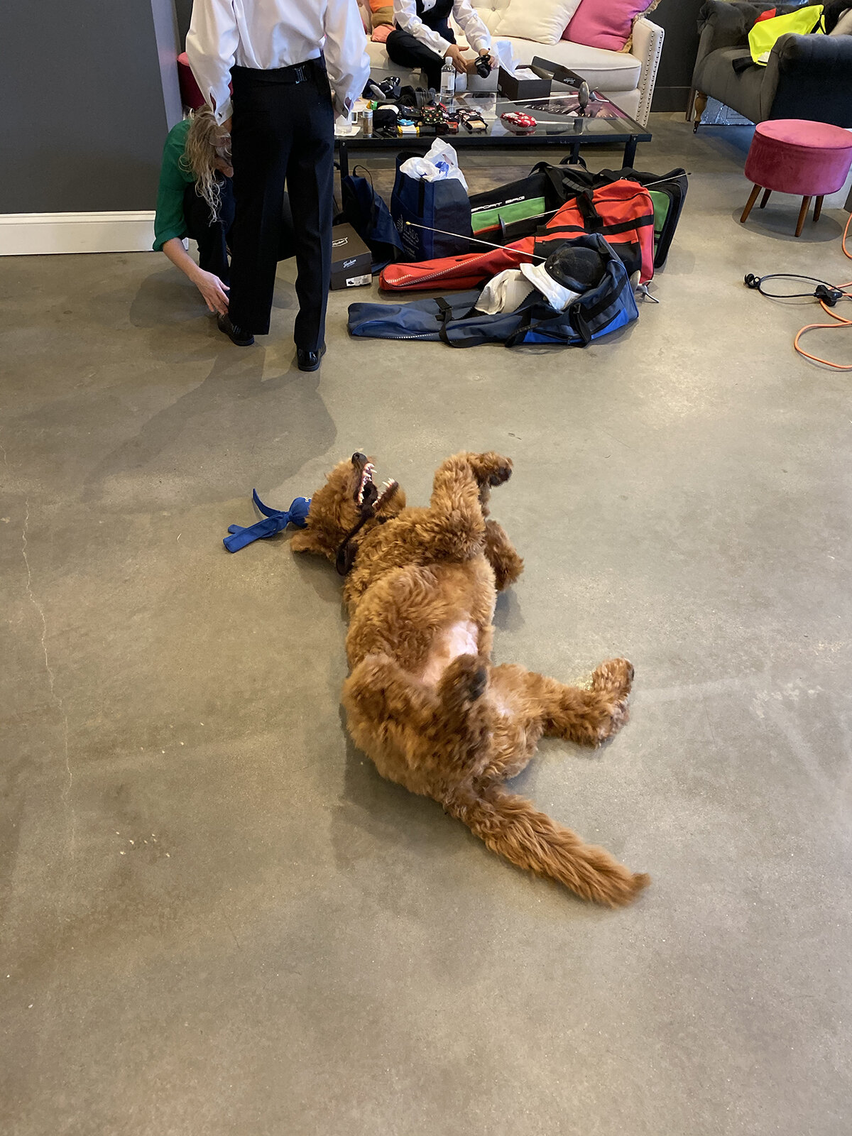 dog-rolling-around-on-floor-with-toy