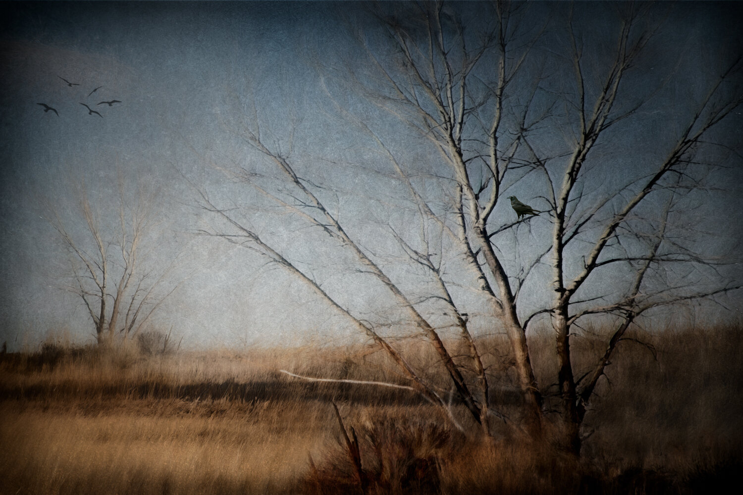 Trees No7
