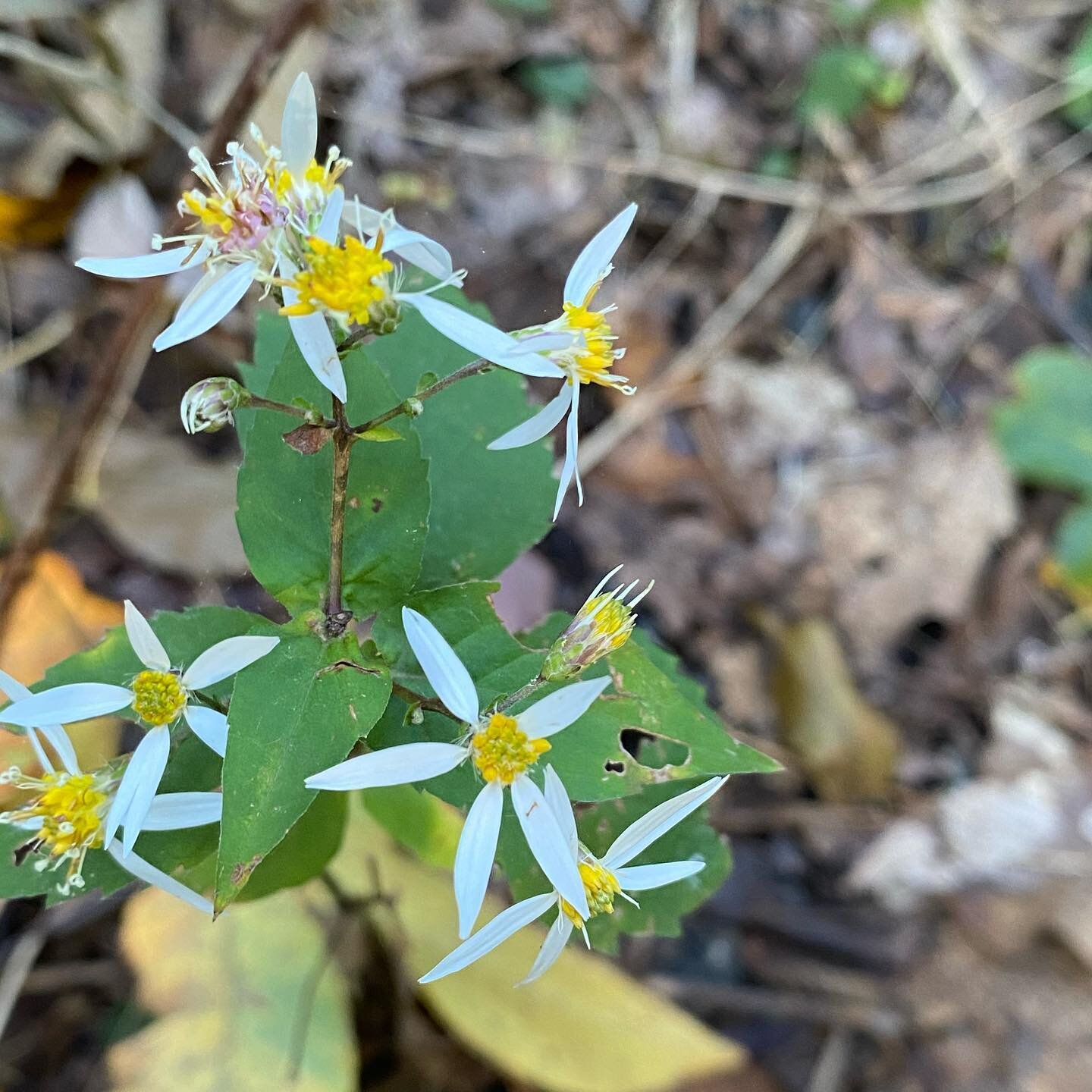 White wood Aster; pollinating and making beauty for our Earth.