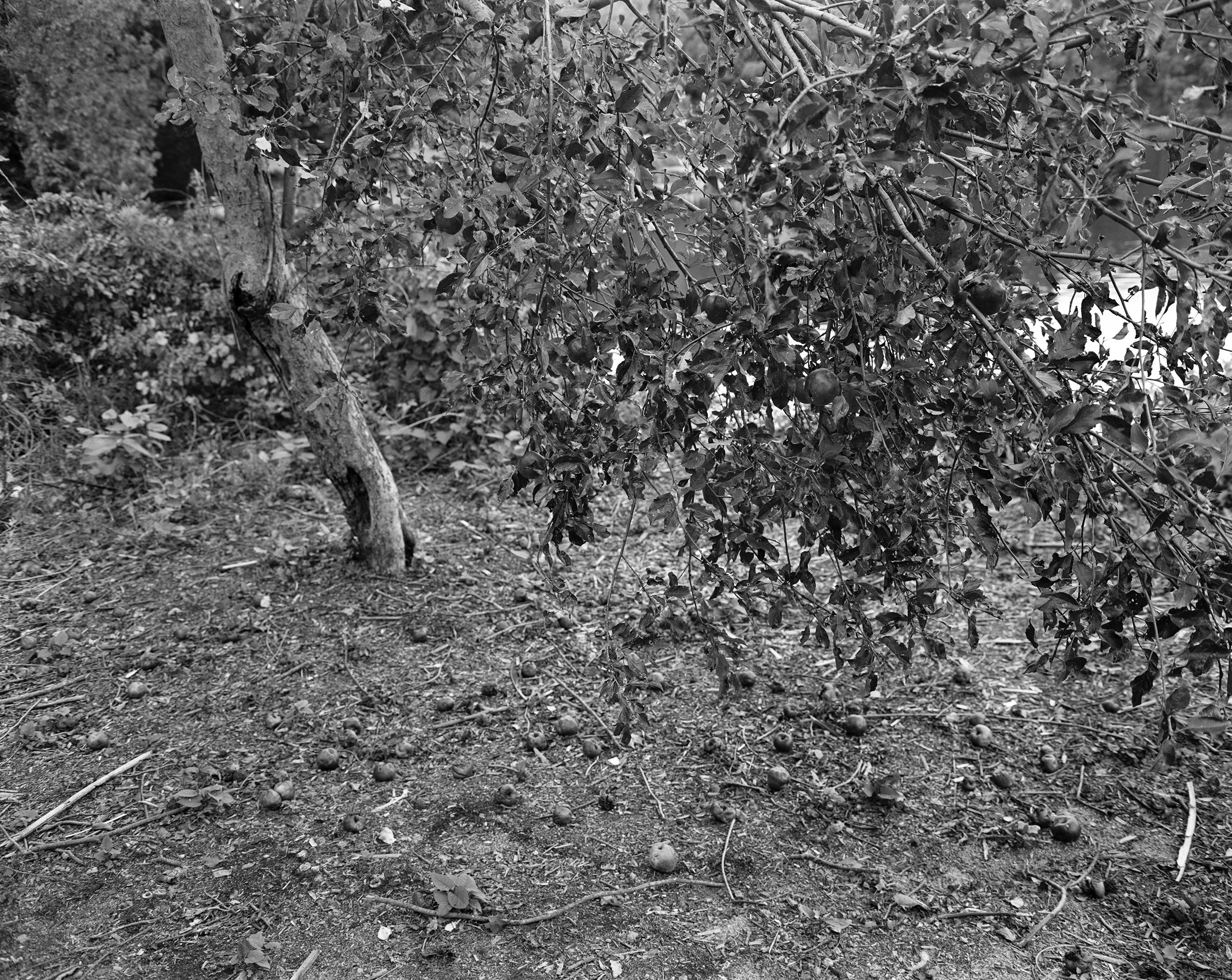 009_Untitled_KathyaLanderos.jpg