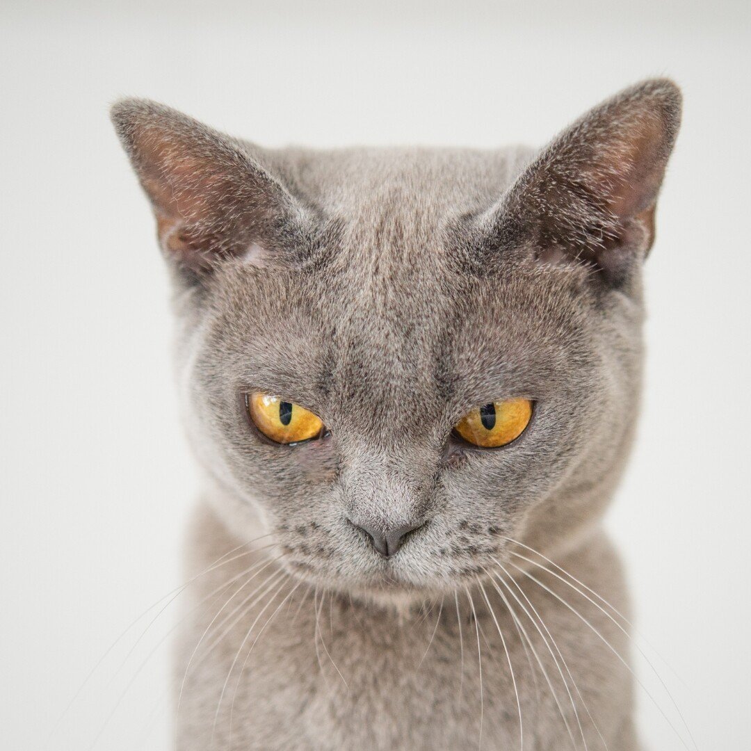 Unpacking Curiosity at Work: Why "Care Killed the Cat" is Key to Innovation and the Future of Work