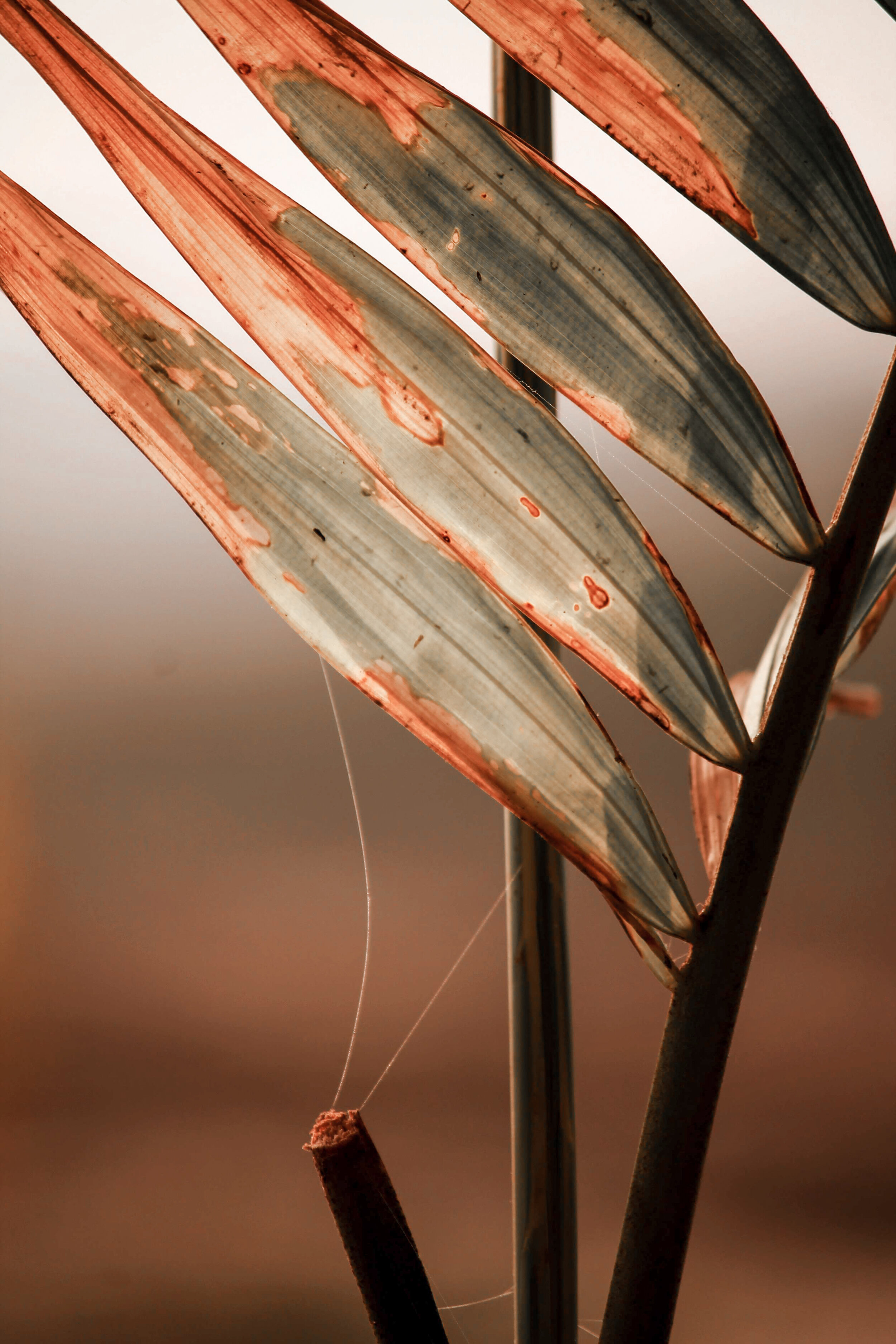 Nature-9.jpg