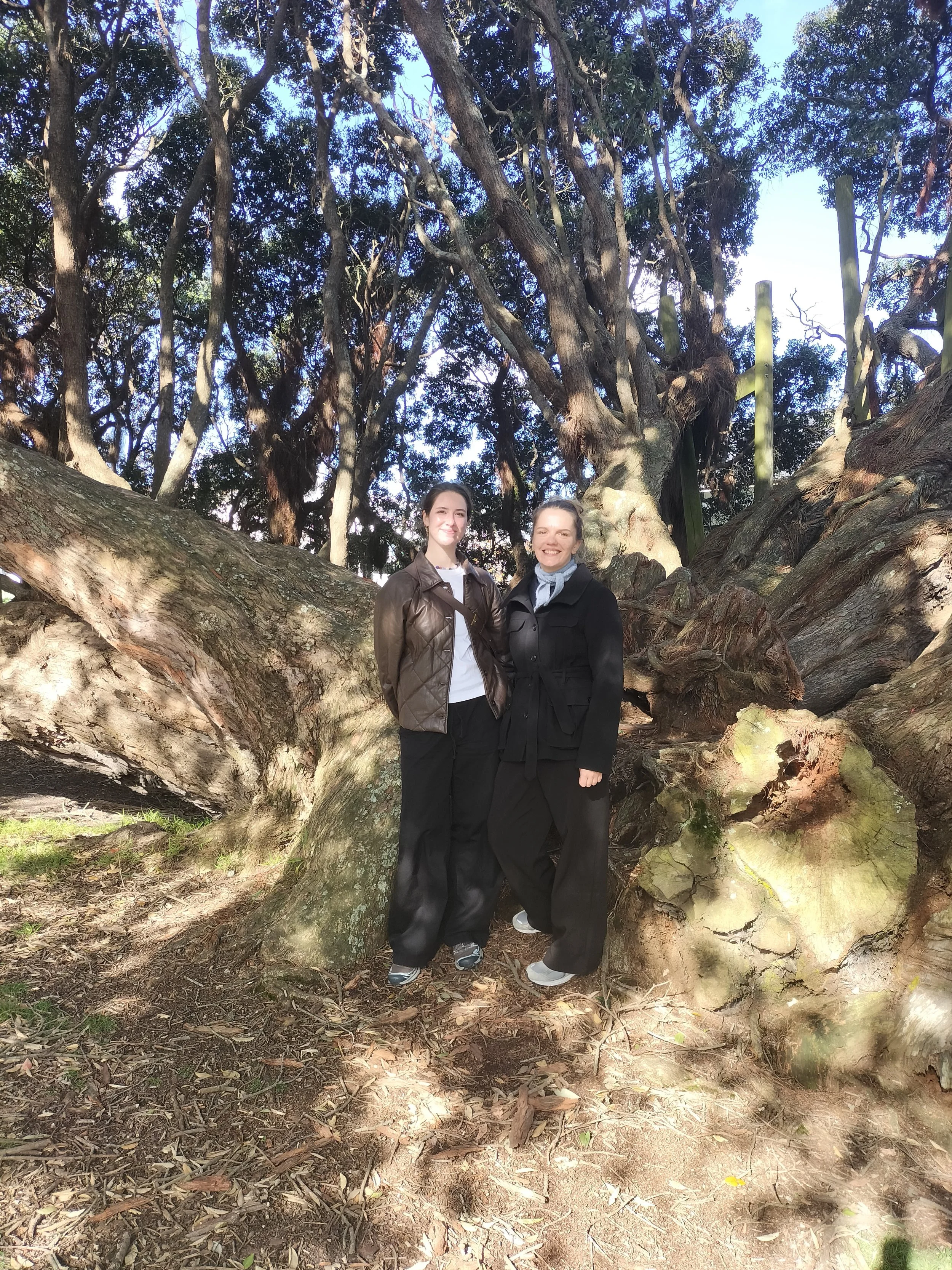 Ancient Pohutukawa Tree.jpg