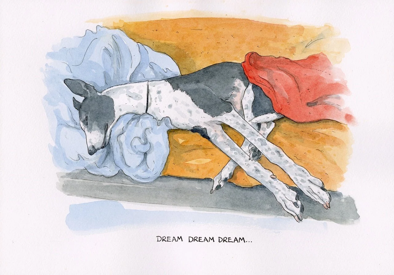 Dream dream dream.