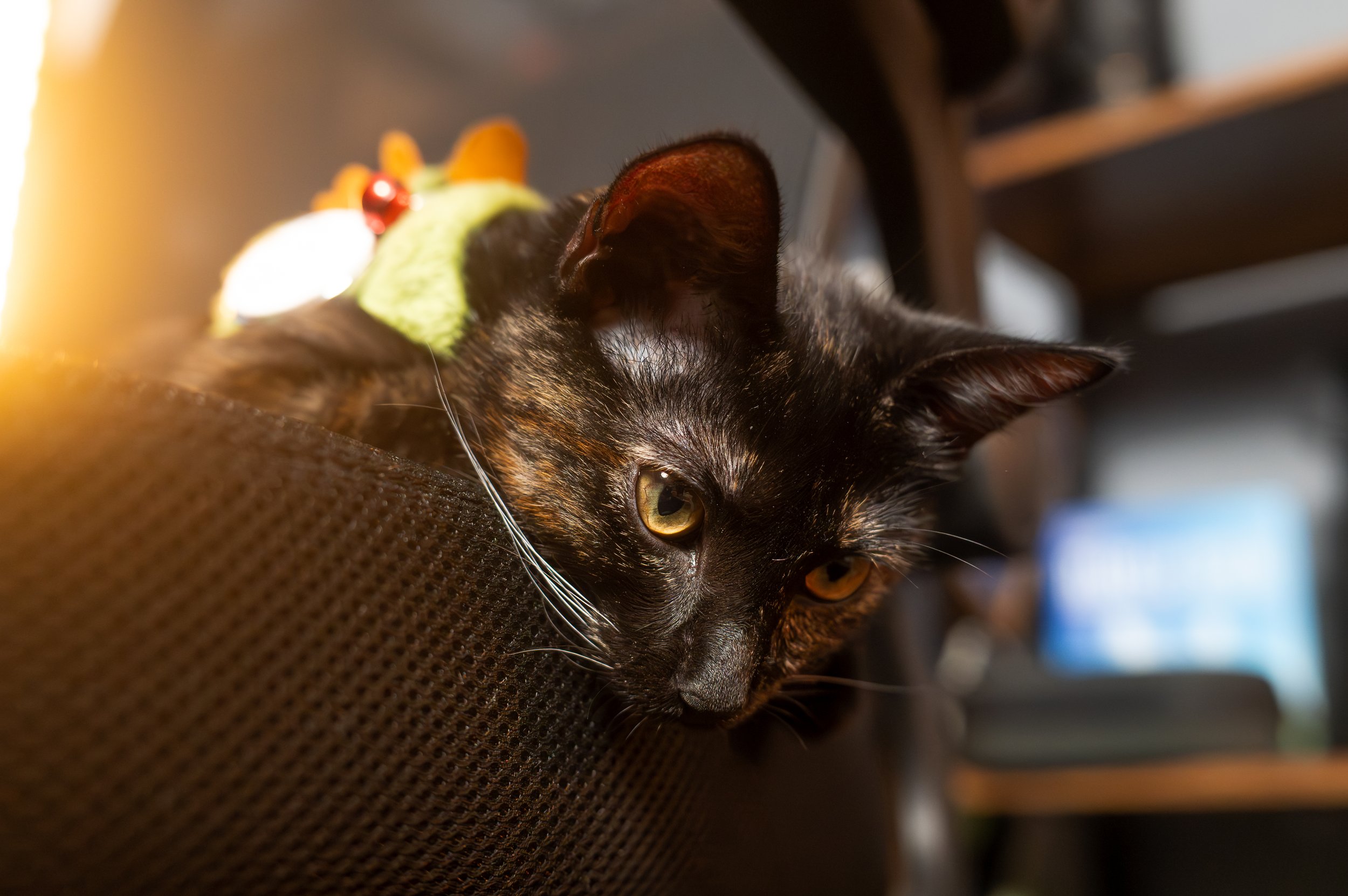 The Companion Chronicles