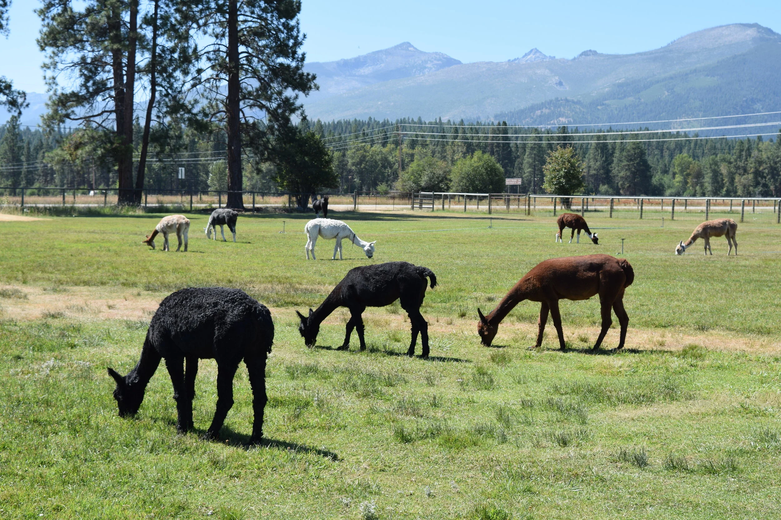 Rocking L Alpacas Ranch