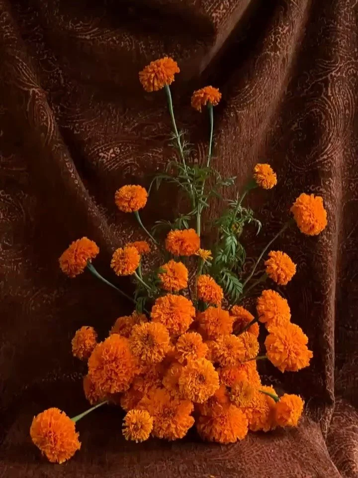 This marigold monster wishes you Happy Halloweeeeeeeeeen! 
.
.
#thecottagerose #kansascityflorist #kansascitywedding #marigoldwedding #marigoldflowers #modernflorals #modernweddingflowers #nofloralfoam