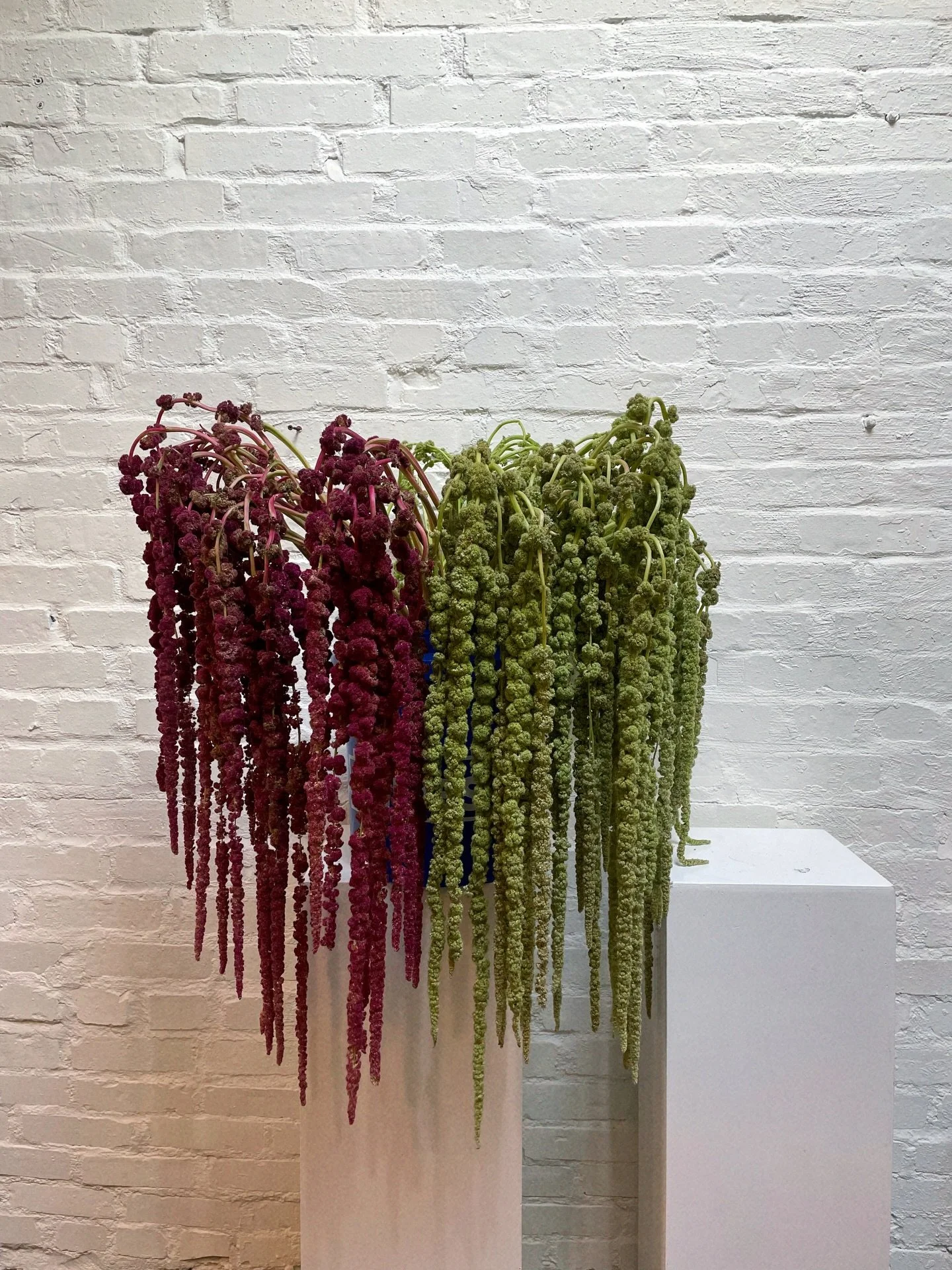 2025 was a big year for amaranth. Green, burgundy, brown, I love it all! #thecottagerose
.
.
Kansas City florist | Kansas City wedding | Kansas City wedding florist | modern florals | modern wedding flowers | green hanging amaranthus