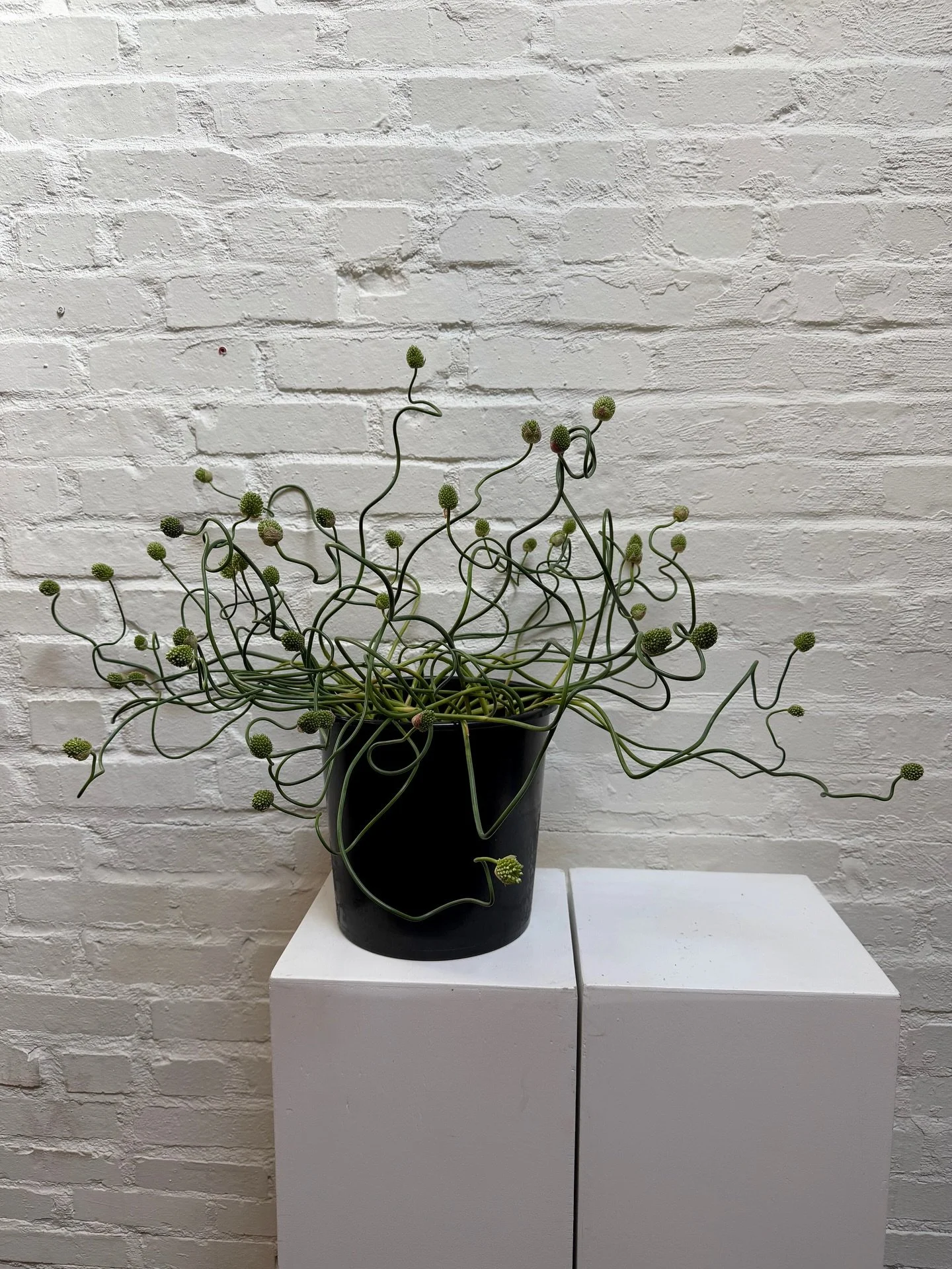 Before the wedding prep for @courtney.dek 💚
.
.
#thecottagerose | Kansas City wedding florist | modern wedding flowers | calla lily bud vases | sculptural bouquet | amaranth | anthurium | spring wedding inspiration | white and green color palette