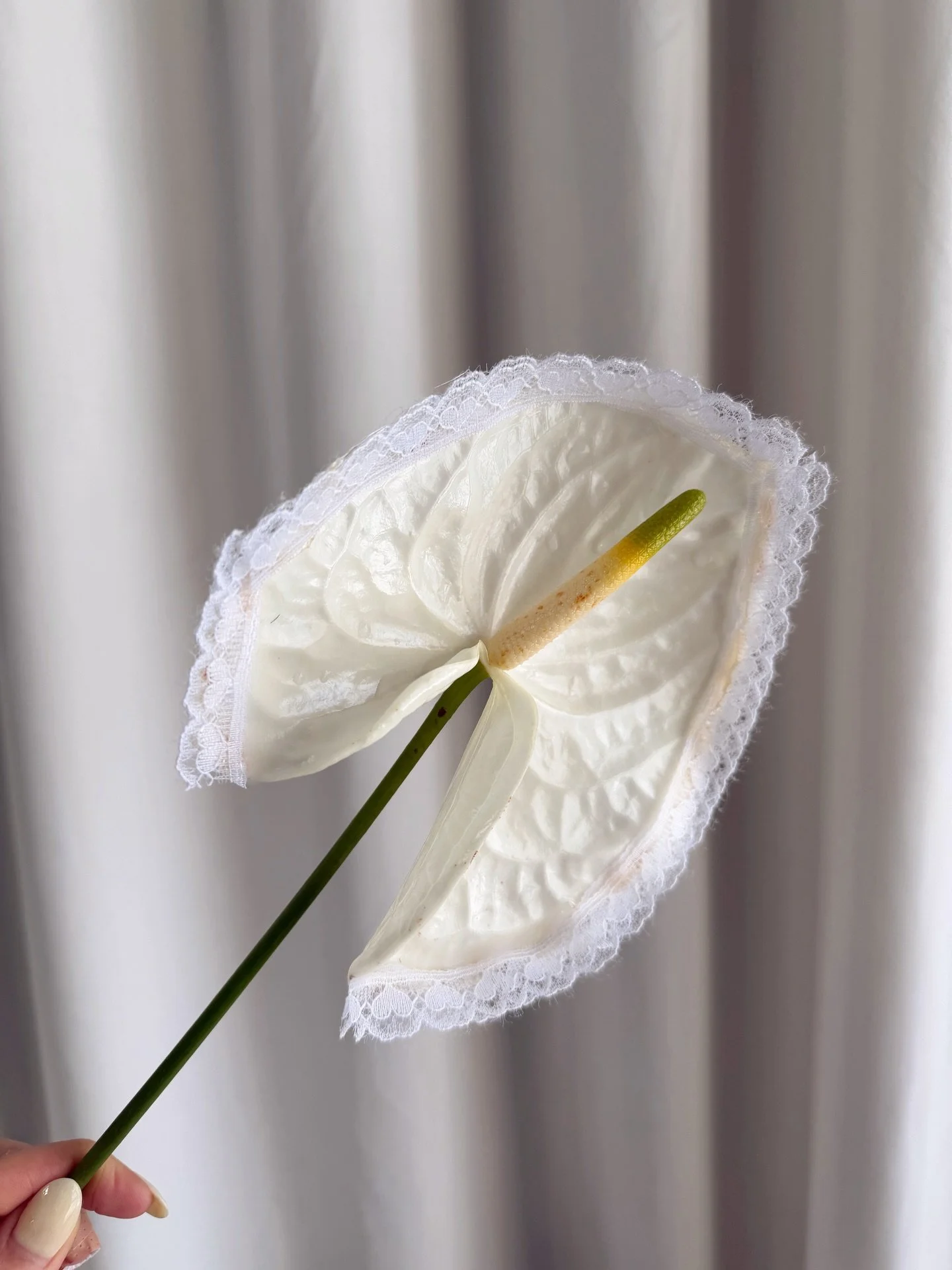 Lacy and dainty for spring 🤍 #ferrellholdingflowers 
.
.
#thecottagerose | Kansas City wedding florist | lace trend | petite bouquet | modern florals | anthurium