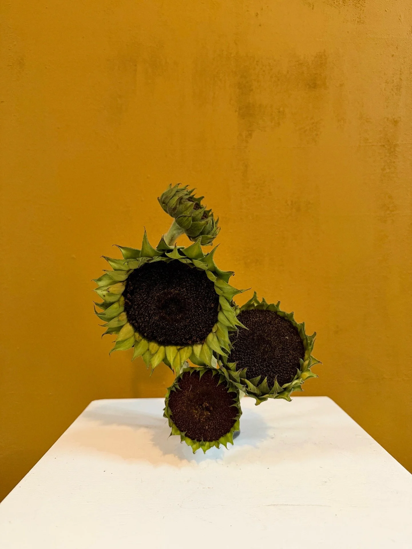 More sunflowers! 

Manifesting an all sunflower summer wedding. Who&rsquo;s it gonna be? 

Link in bio to inquire. Or like just send me a DM and we can chat ☺️ #thecottagerose 
.
.
Kansas City wedding florist | sunflower wedding | modern florals | su
