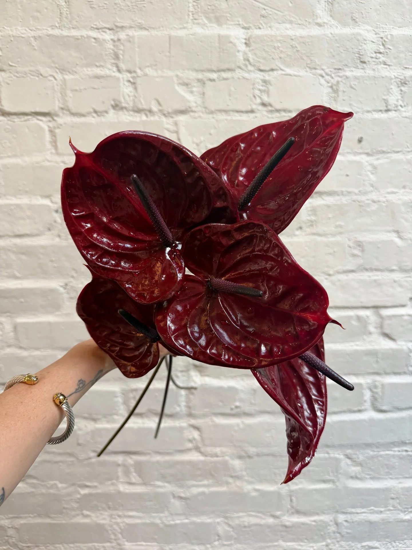 I&rsquo;m busy today so I&rsquo;m only posting one photo! 

And if it&rsquo;s only one, it&rsquo;s gonna be of this gorgeous anthurium. Cool girls love anthurium btw #ferrellholdingflowers 
.
.
#thecottagerose | Kansas City wedding florist | anthuriu