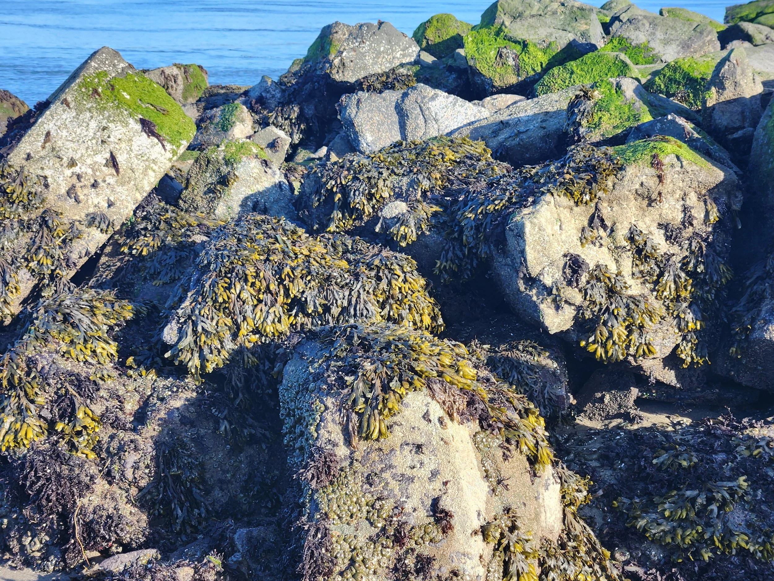 Rocks covered with seaweed near the ocean shore