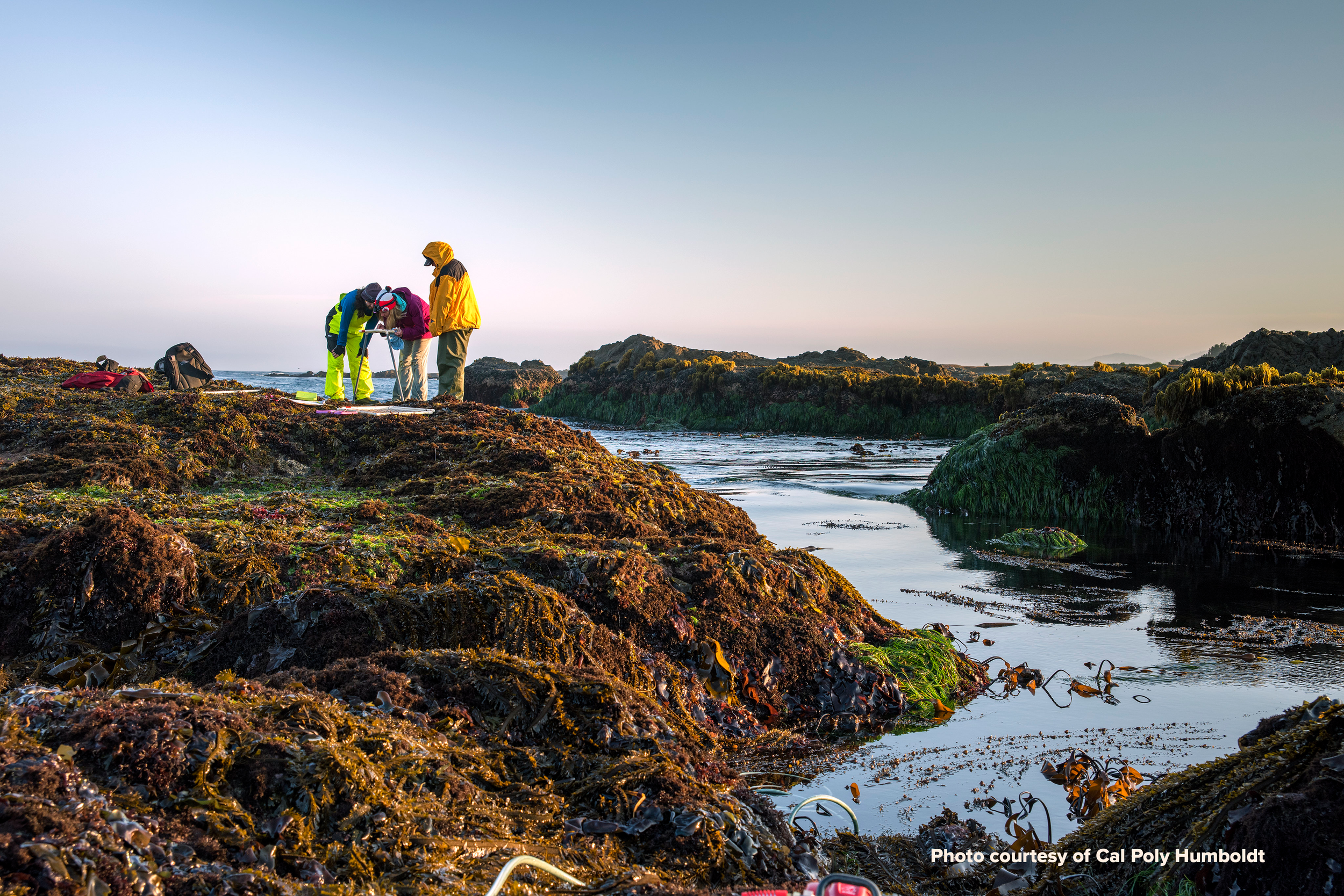 intertidal credited 23786052752_099ca31522_4k.png