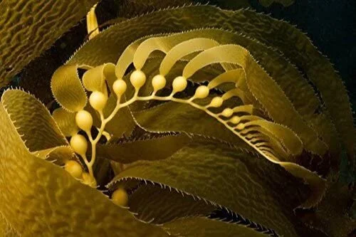 Kelp+Frond+2.jpg