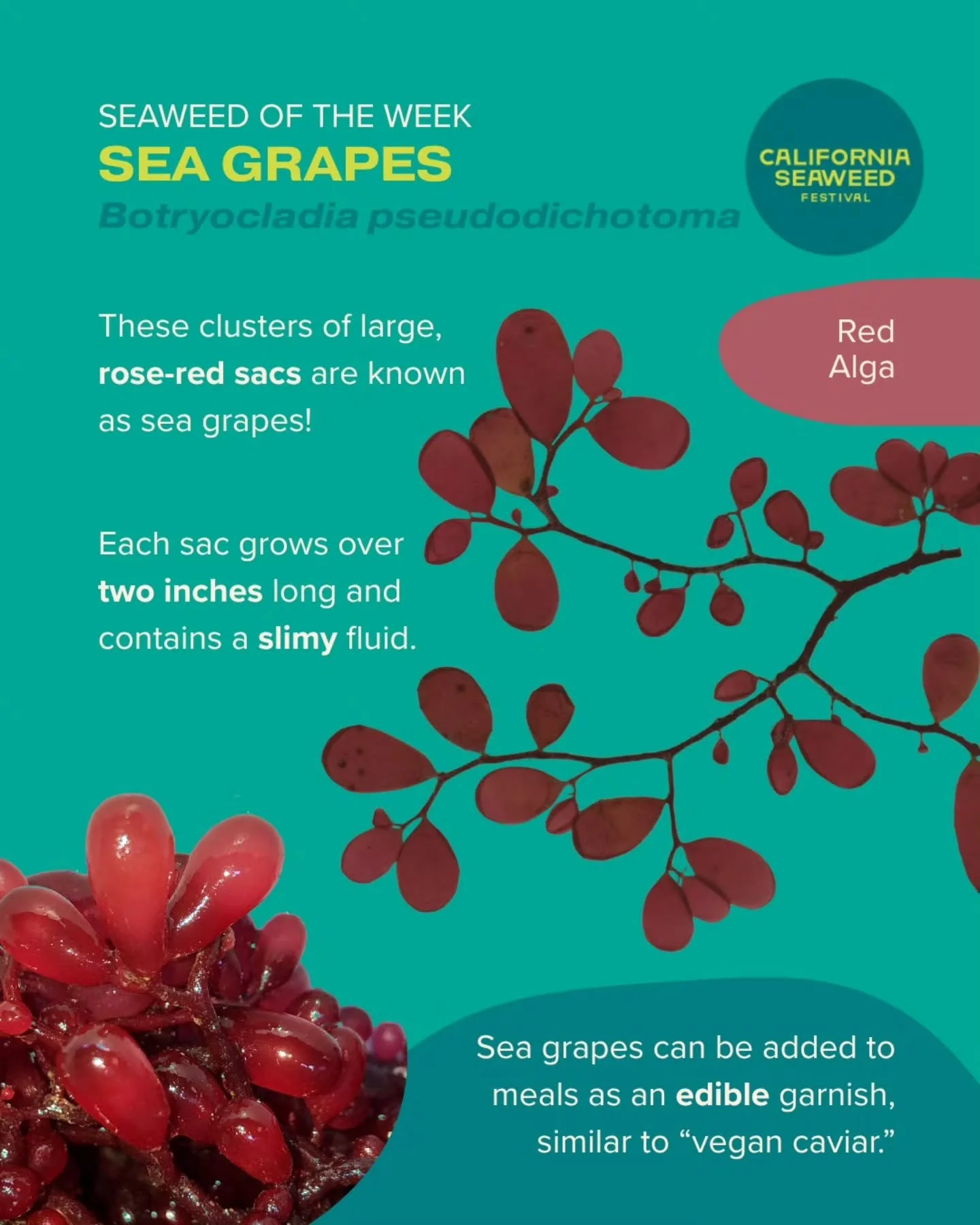 The festival might be over, but our Seaweed of the Week continues! This week, we&rsquo;re learning about red sea grapes, Botryocladia&mdash;not to be confused with green sea grapes, Caulerpa.

Seaweed of the Week is developed in collaboration with Dr
