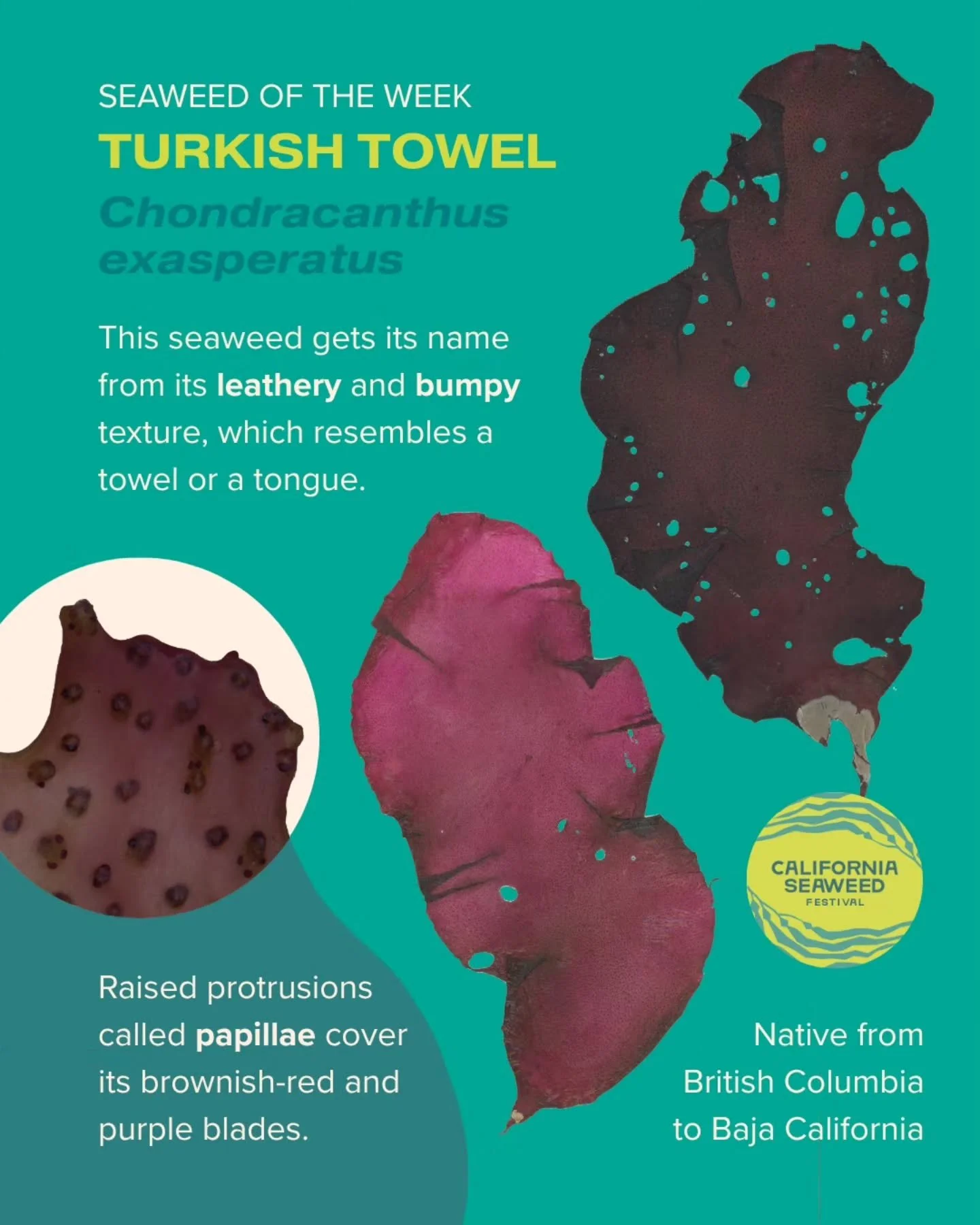 Turkish towel is our Seaweed of the Week! This subtidal species grows in deeper waters but can be found washed ashore along the California coast.

Seaweed of the Week is developed in collaboration with Dr. Adi Khen from the Smith Seaweed Ecology Lab 