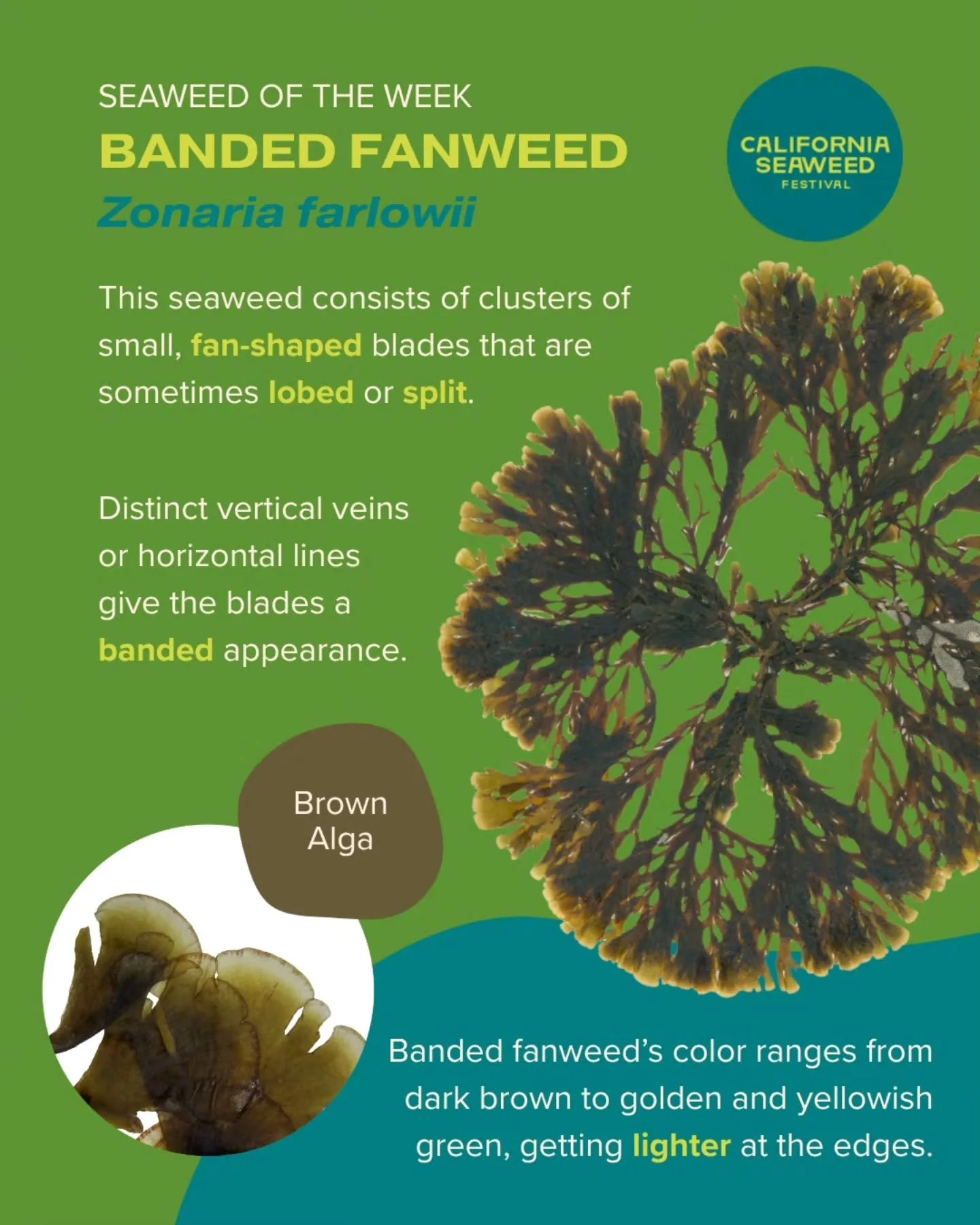 This week we&rsquo;re learning about banded fanweed! This unique brown alga grows only in the southern part of California and into Mexico. You can find it on rocks in the intertidal and subtidal zones.

Seaweed of the Week is developed in collaborati