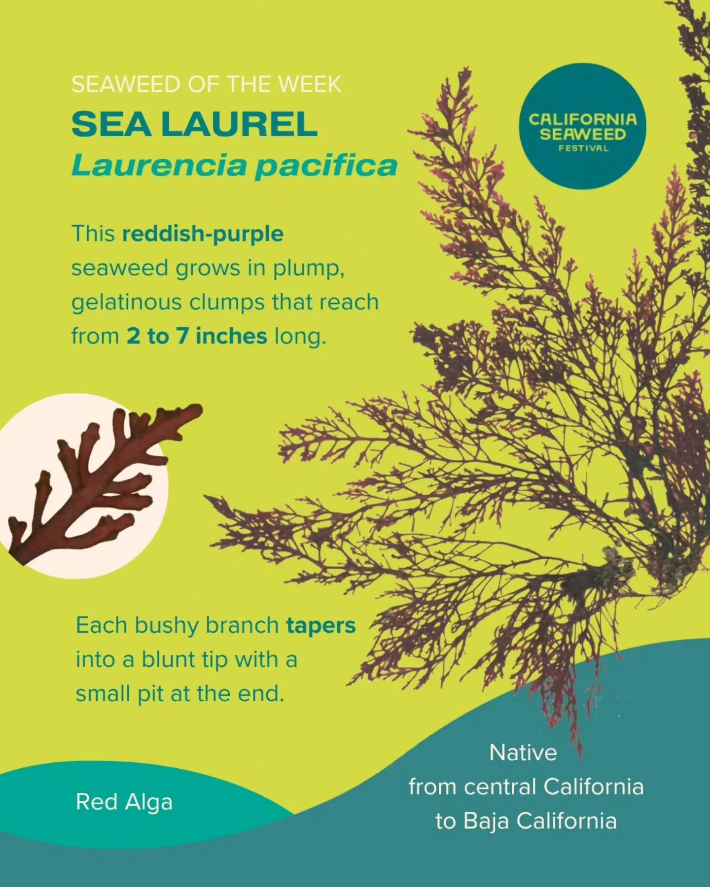 Sea Laurel is our Seaweed of the Week!

Seaweed of the Week is developed in collaboration with Dr. Adi Khen from the Smith Seaweed Ecology Lab at Scripps Institution of Oceanography @sioseaweedecology @scripps_ocean and Dr. Rafael Cuevas Uribe at Cal