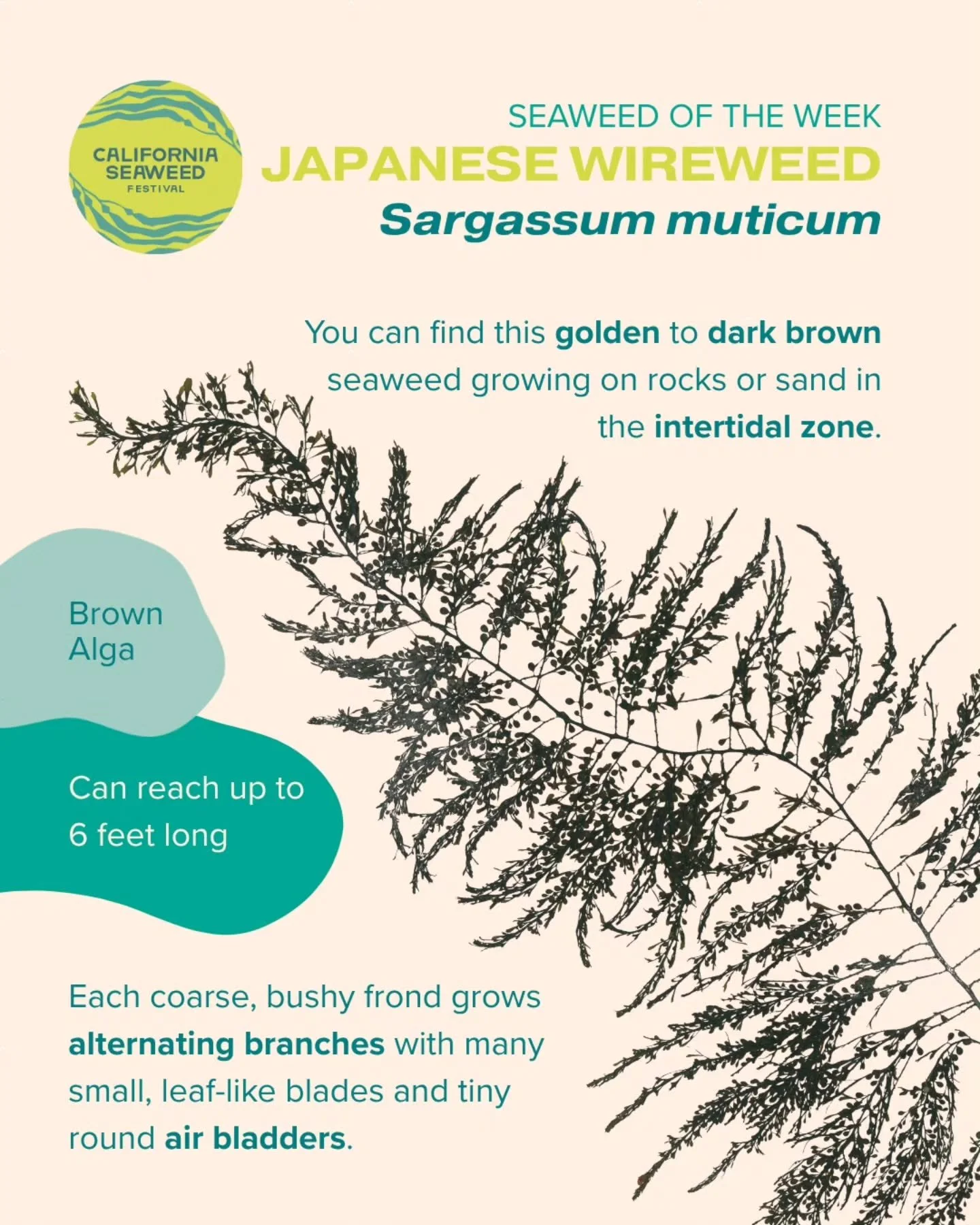 Our Seaweed of the Week is Japanese wireweed! This non-native seaweed is sometimes considered &ldquo;naturalized&rdquo; in Southern California because it has been found here since the 1970s and can be more common than our native Sargassum species.

S