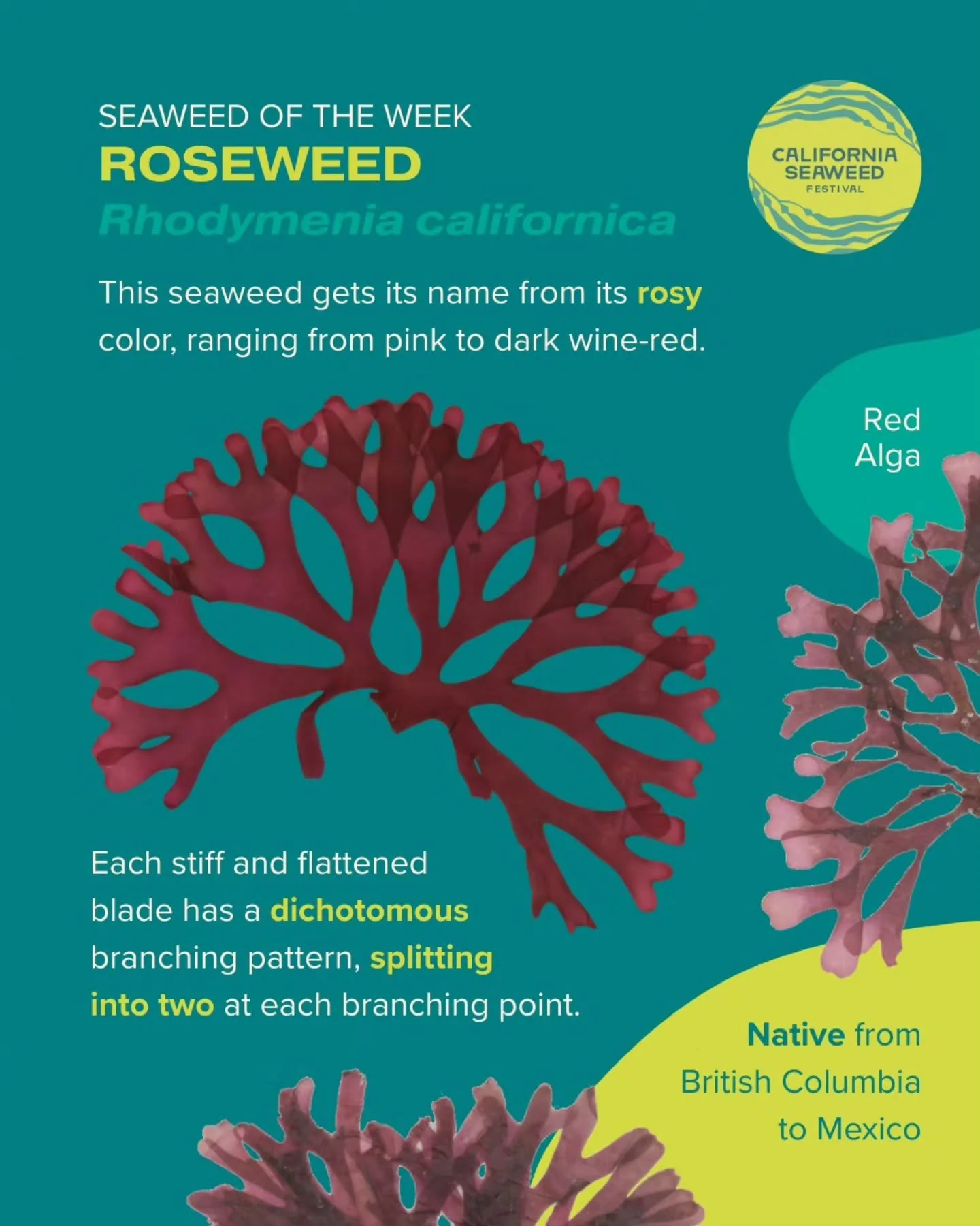 Roseweed is our Seaweed of the Week! Keep an eye out for this native species along the California coast, where it grows in tidepools and subtidal areas.

Seaweed of the Week is developed in collaboration with Dr. Adi Khen from the Smith Seaweed Ecolo