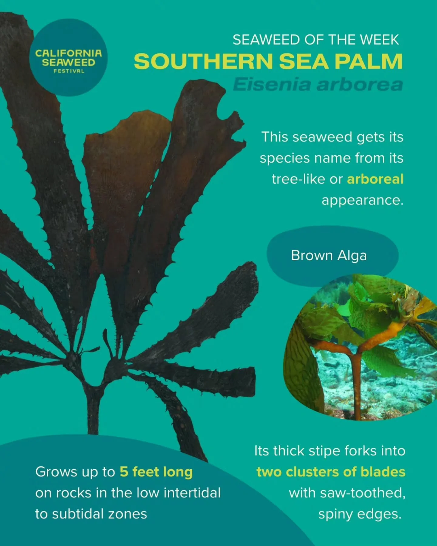 Southern Sea Palm is our Seaweed of the Week! This understory kelp resembles a small palm tree. You can find it from Central California to Baja *or* in British Columbia, but not in between!

Seaweed of the Week is developed in collaboration with Dr. 