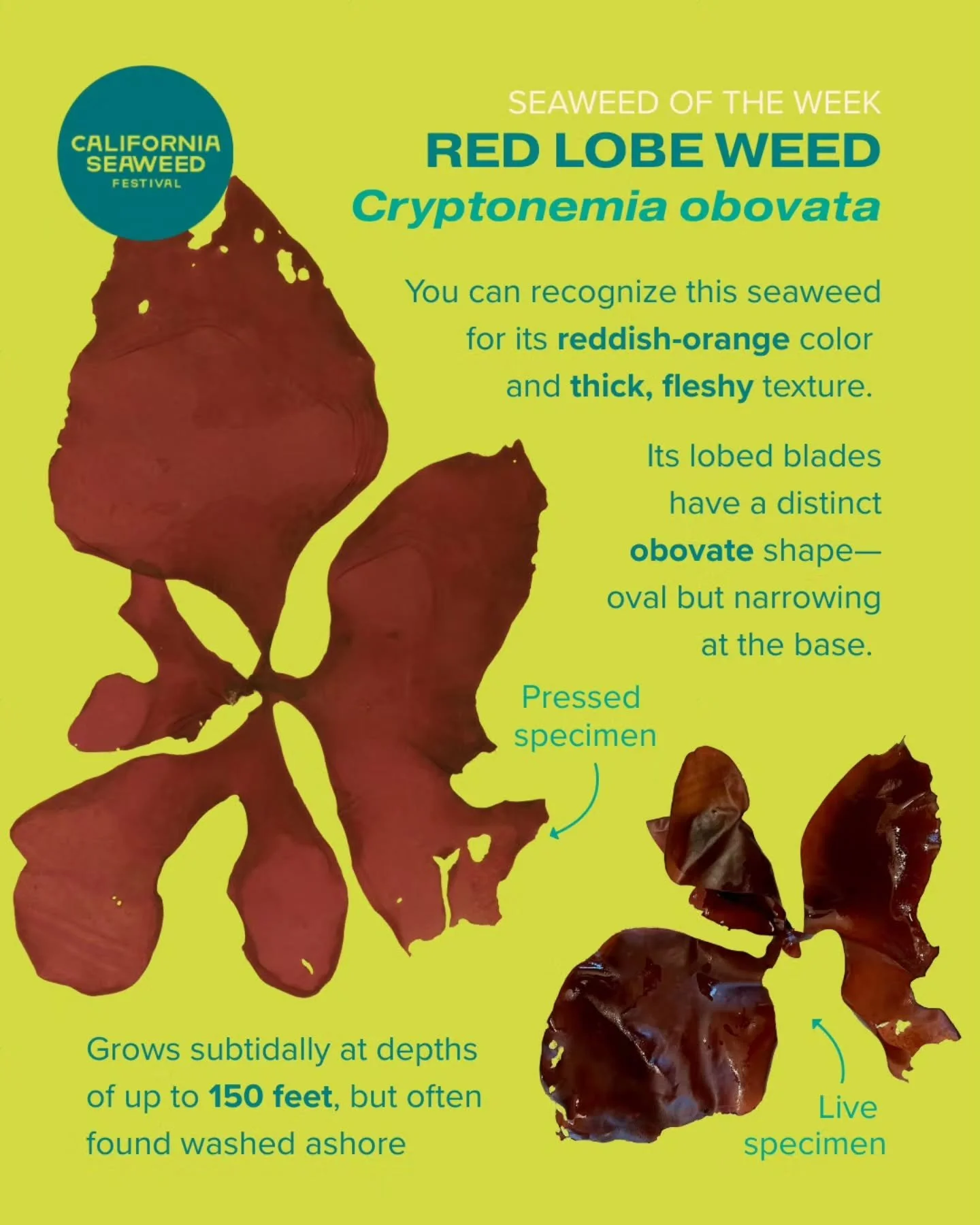 Red lobe weed is our Seaweed of the Week! This seaweed is one of the most common red algae in San Diego. It&rsquo;s also native to the entire California coast.

Seaweed of the Week is developed in collaboration with Dr. Adi Khen from the Smith Seawee