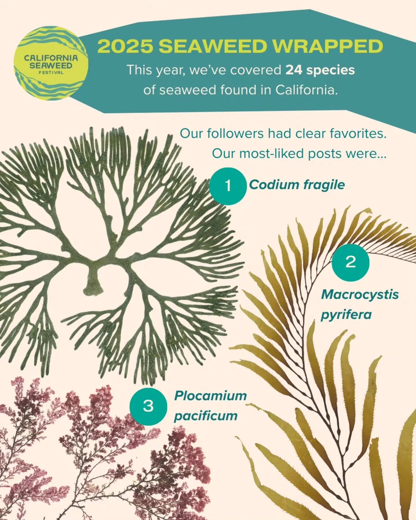 Happy New Year from the California Seaweed Festival team! Hope to see you in 2026 at the next festival in Central California! #California #Seaweed #Festival #conservation 
Credit for amazing post creation: @sophiahammerle