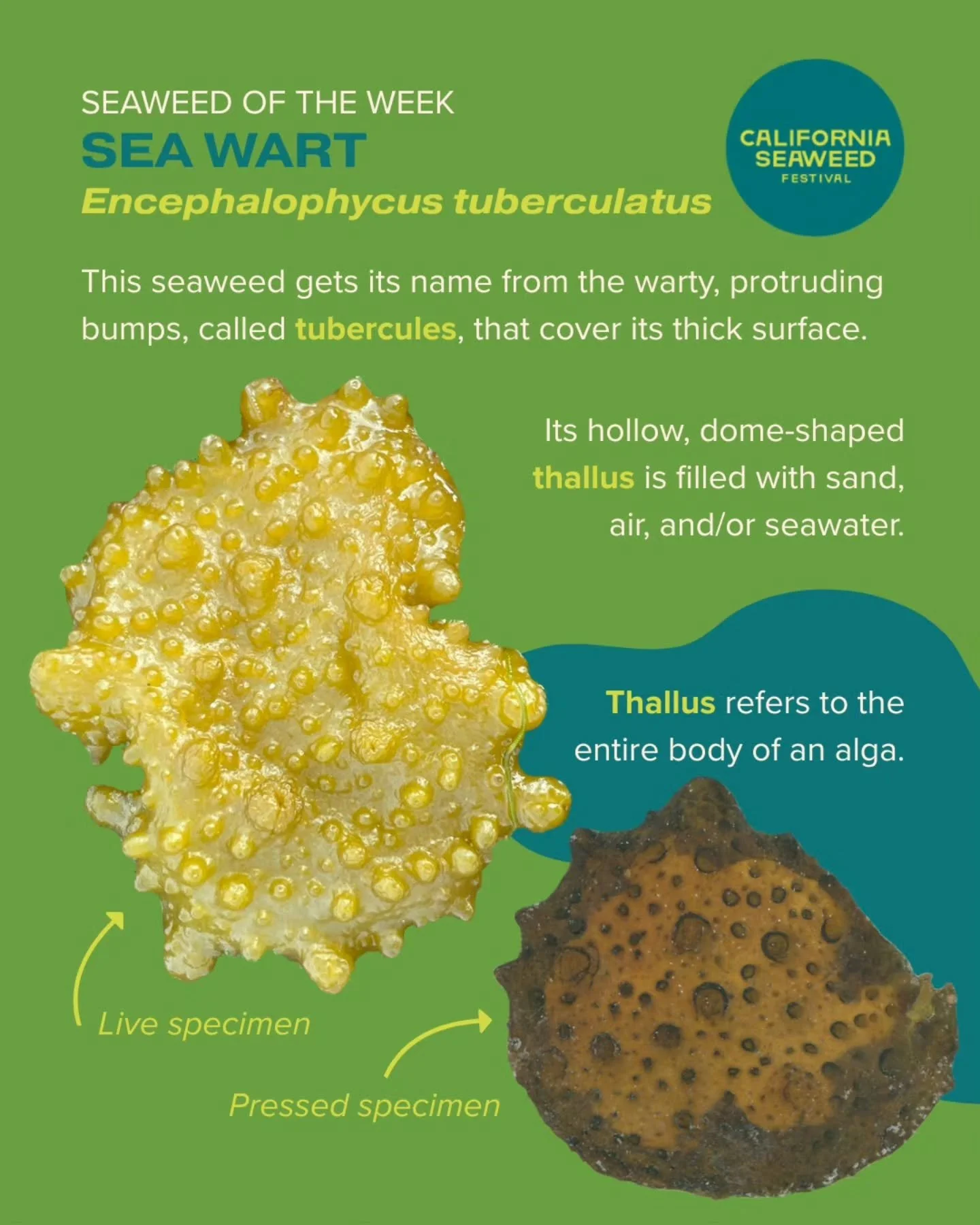 New year, new Seaweed of the Week! This week we&rsquo;re learning about sea wart. Have you seen this bumpy, bubble-like seaweed growing on rocks in the intertidal?

Seaweed of the Week is developed in collaboration with Dr. Adi Khen from the Smith Se