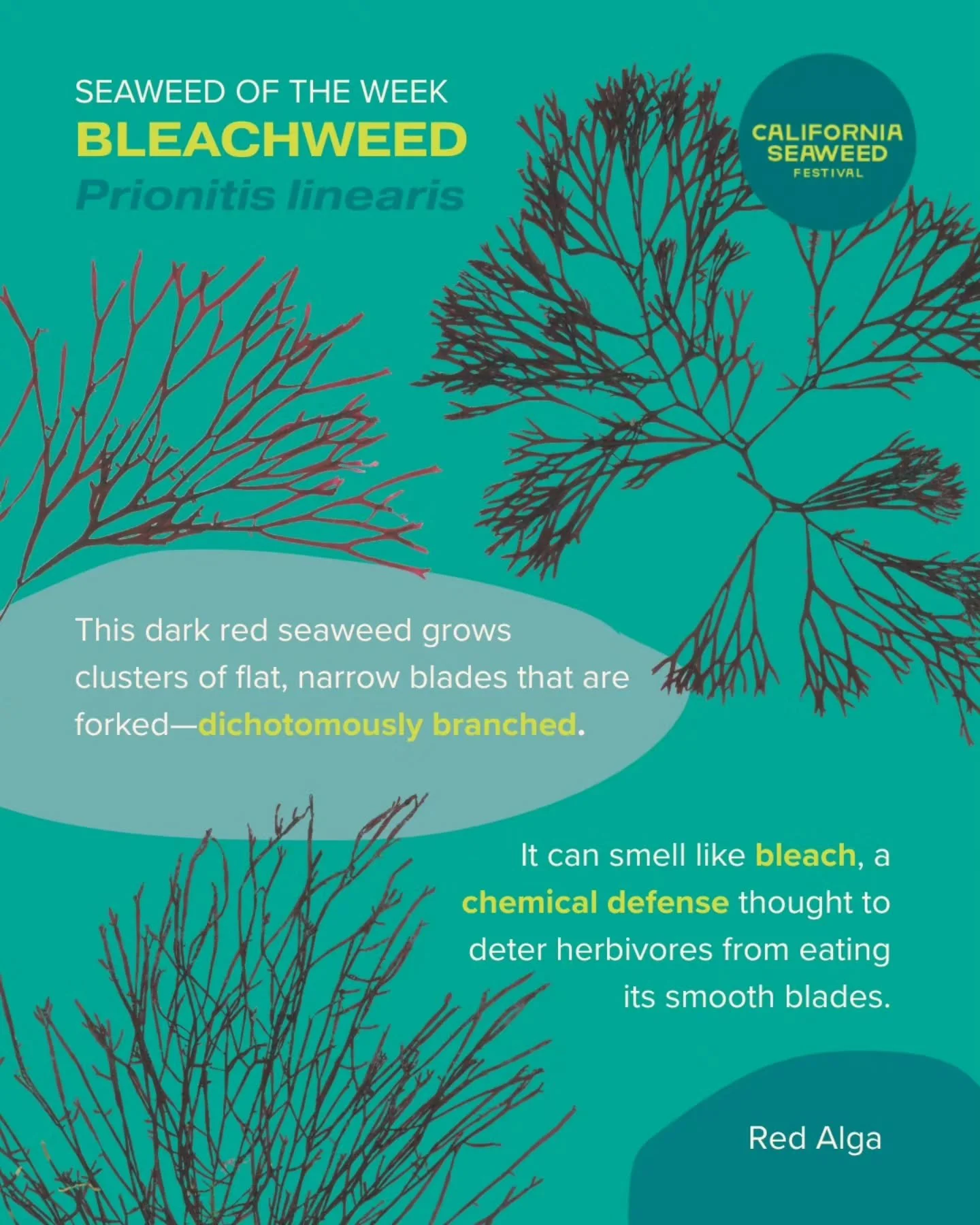 Bleachweed is our Seaweed of the Week! Despite its wide distribution, Prionitis linearis has only a handful of observations on iNaturalist @inaturalistorg. If you spot it growing in the intertidal, you can upload photos to contribute to biodiversity 