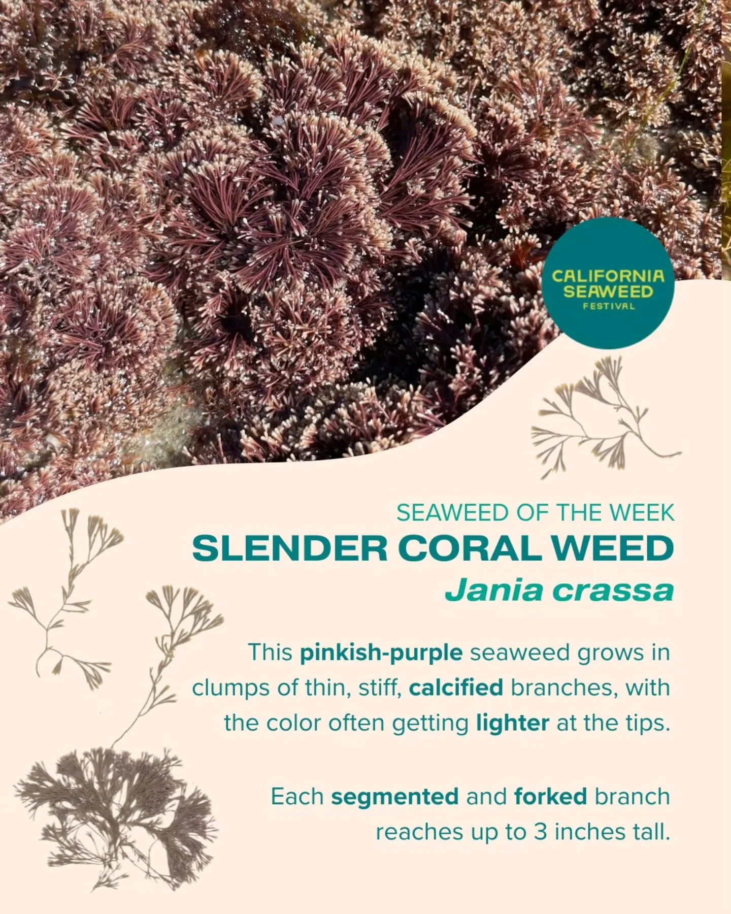 Our Seaweed of the Week is slender coral weed, an articulated coralline alga that grows in warm waters.

Seaweed of the Week is developed in collaboration with Dr. Adi Khen from the Smith Seaweed Ecology Lab at Scripps Institution of Oceanography @si