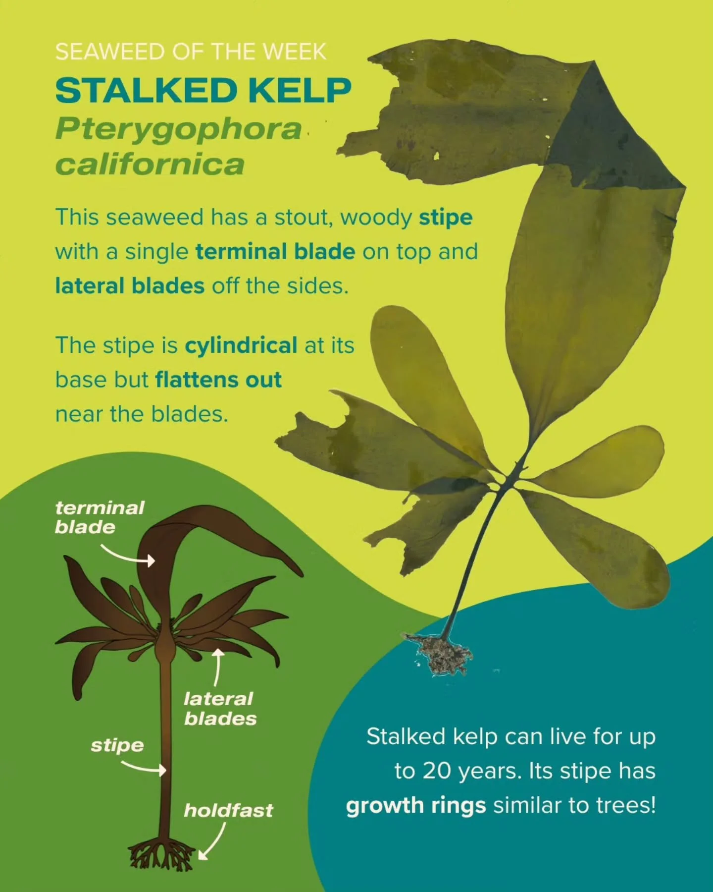 Stalked kelp is our Seaweed of the Week! With a life span of up to twenty years, this perennial kelp lives longer than many seaweeds.

Seaweed of the Week is developed in collaboration with Dr. Adi Khen from the Smith Seaweed Ecology Lab at Scripps I
