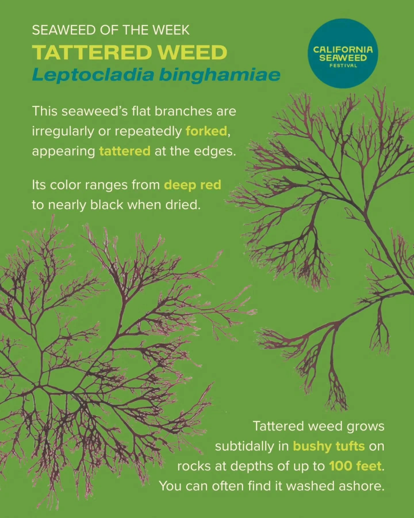 Our Seaweed of the Week is tattered weed! Like other species of red algae, tattered weed grows in deeper waters thanks to specialized pigments that allow it to absorb blue light, which travels deeper into the water than other wavelengths.

Seaweed of